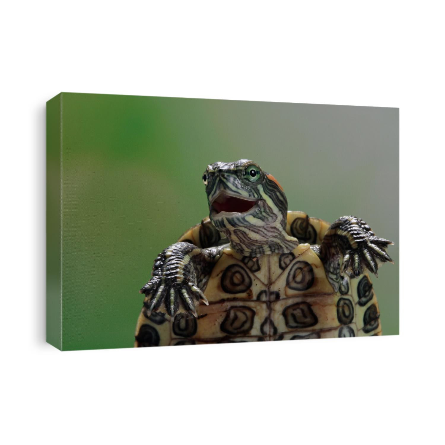 Funny face brazilian turtle, cute little brazilian turtle, closeup face brazilian turtle