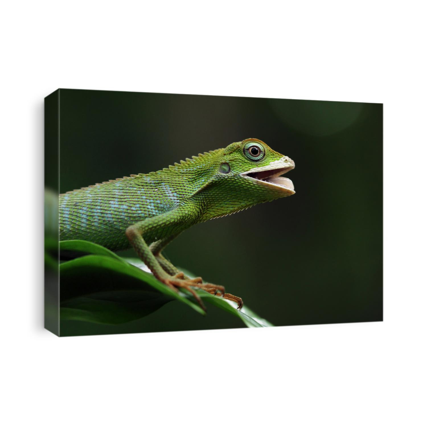 Green lizard on branch, green lizard sunbathing on branch, green lizard  climb on wood, Jubata lizard