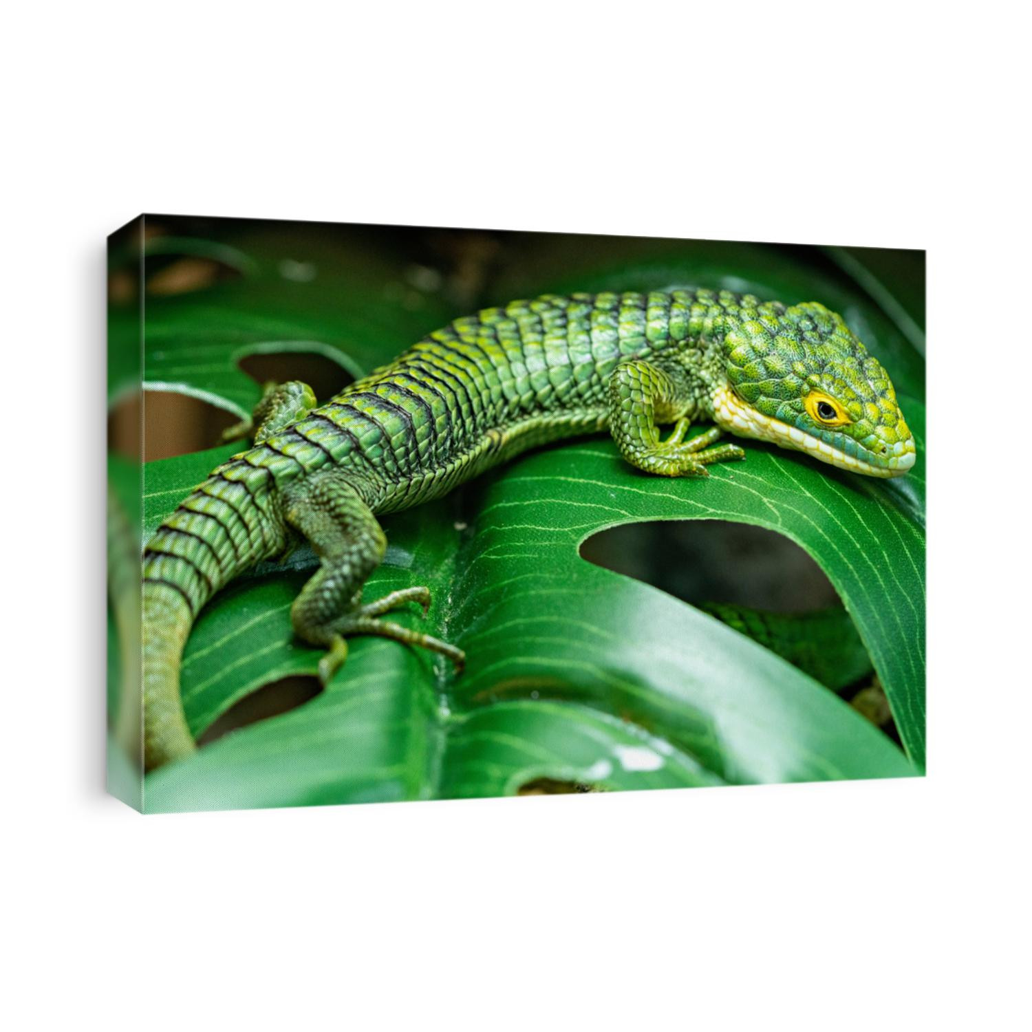 Abronia Gramina Mexican Alligator Lizard