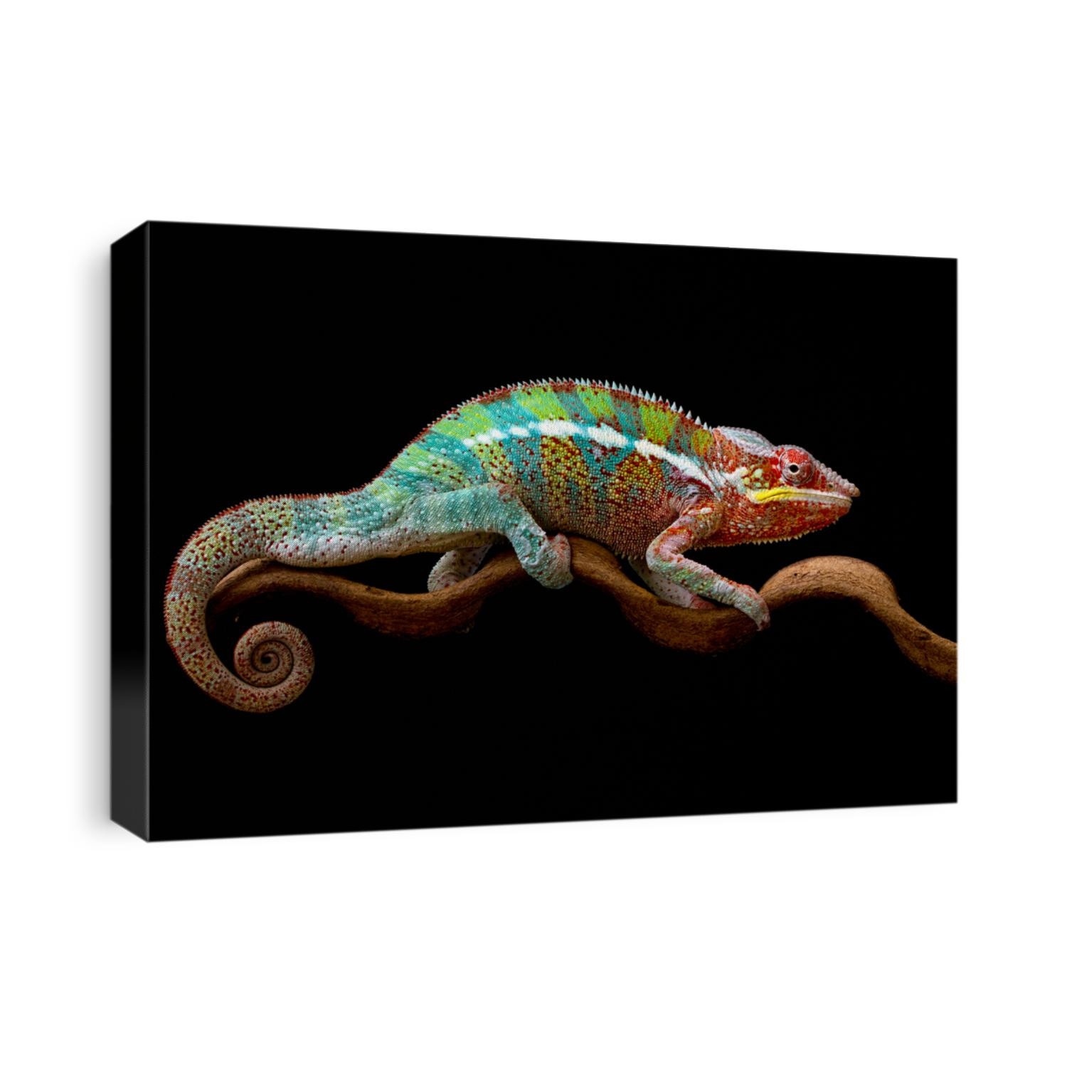 Beautiful color of chameleon panther, chameleon panther on branch, with black background