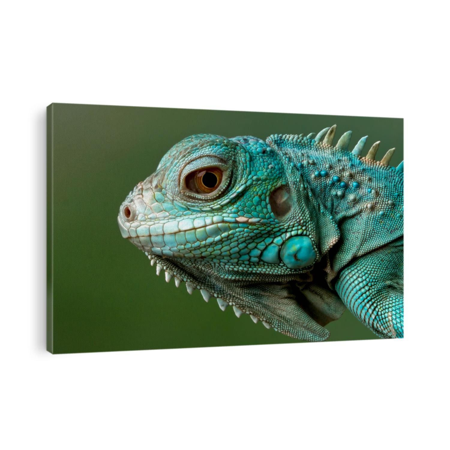 Blue Iguana closeup head, Blue Iguana "Grand Cayman Blue Iguana", Cyclura Lewisi 