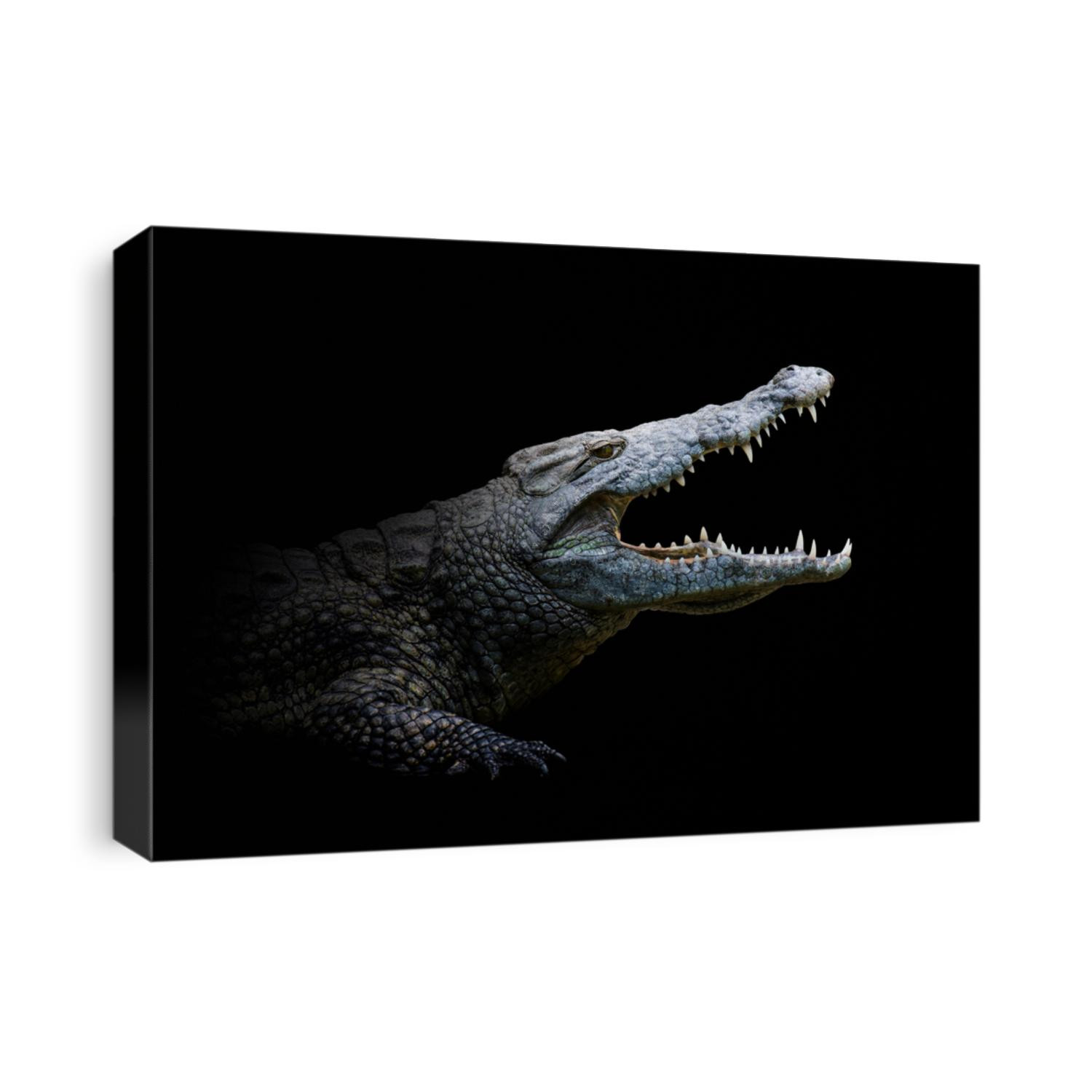 Close up view crocodile. Wild animal isolated on a black background