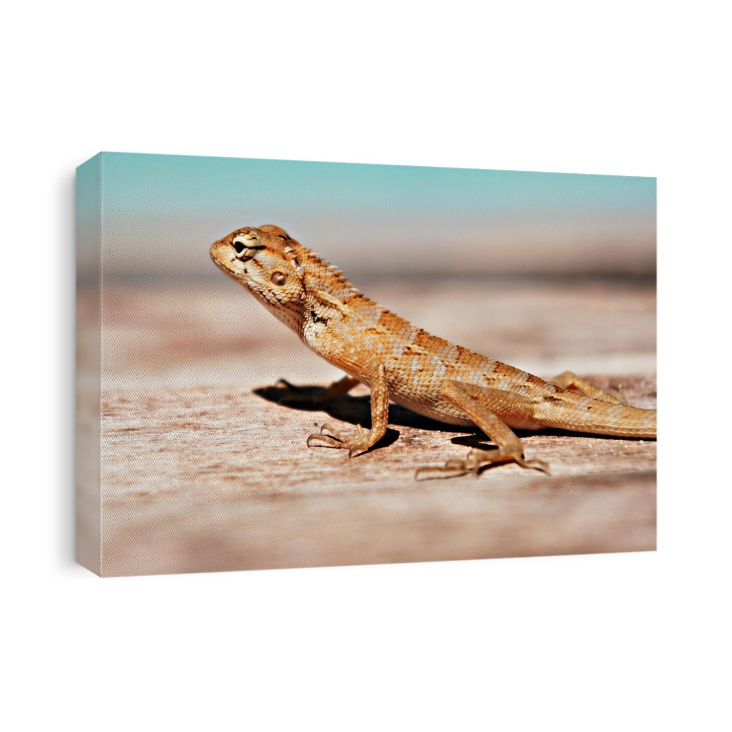 Tropical oriental garden lizard female close-up on a blurred background, eastern garden lizard, bloodsucker, changeable lizard Calotes versicolor, reptile, animal themes, zology