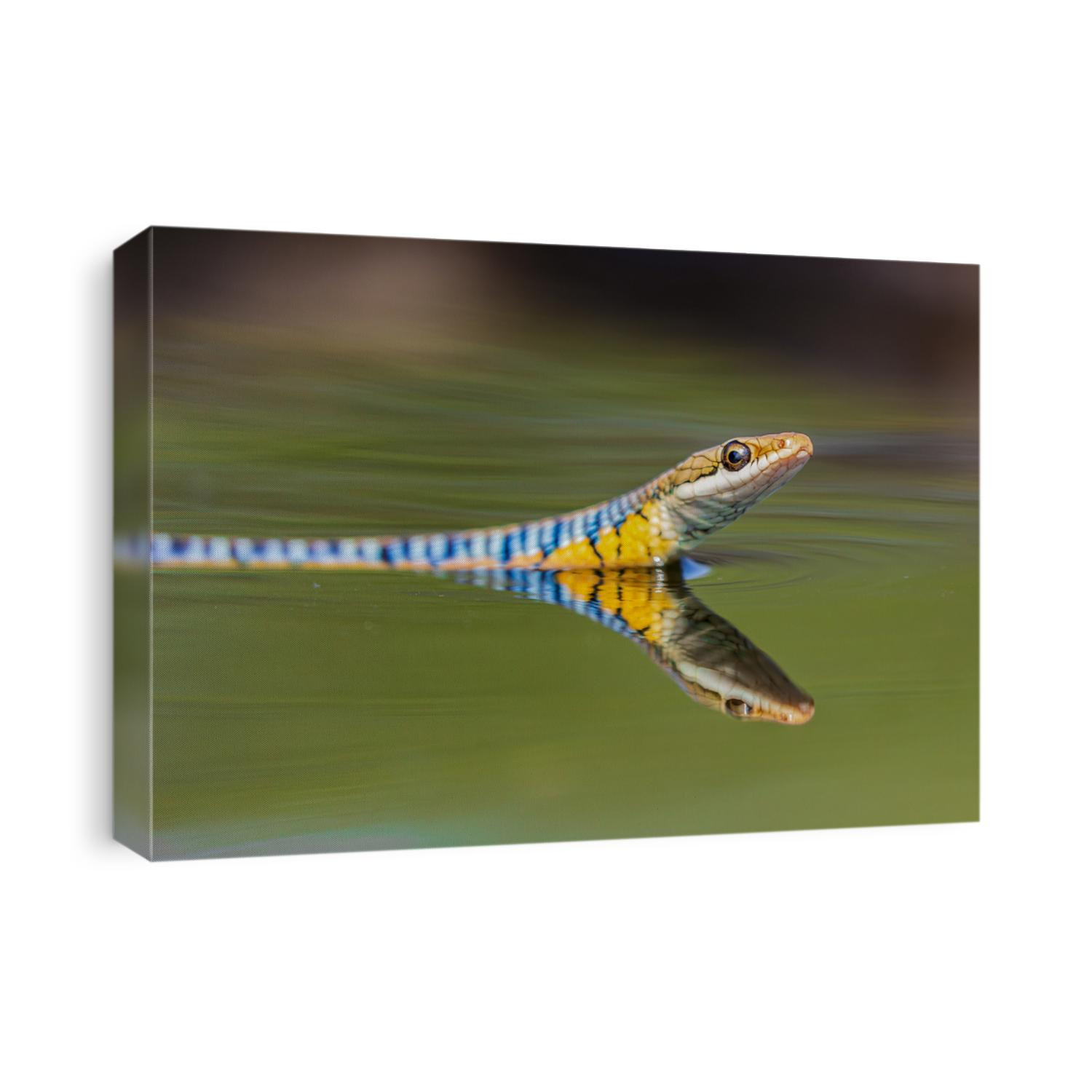 Bronzeback Tree Snake on water with beautiful reflection 