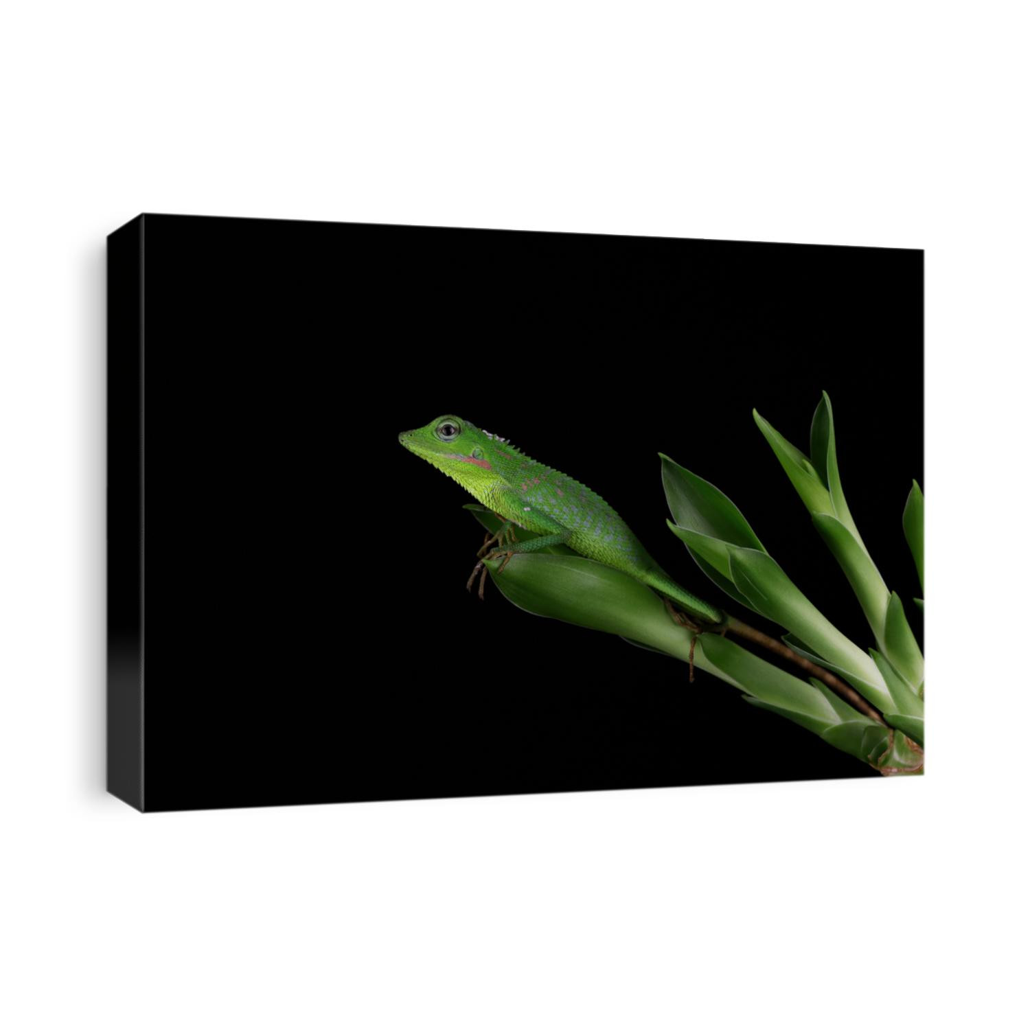Baby green Jubata lizard camouflage on green leaves with black background, Cute baby green lizard