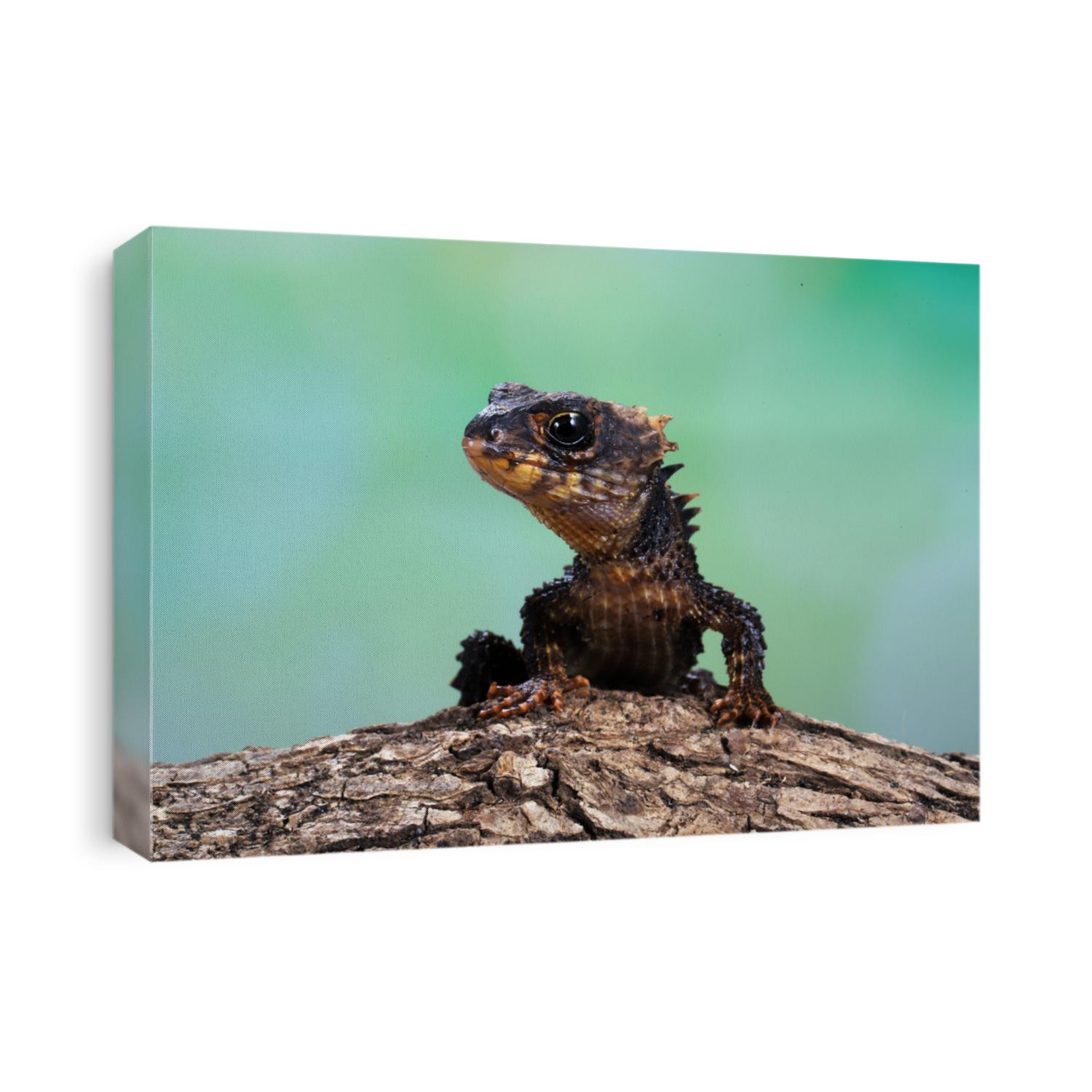 Red-eyed crocodile skink or Tribolonotus gracilis sometimes kept as an exotic pet.