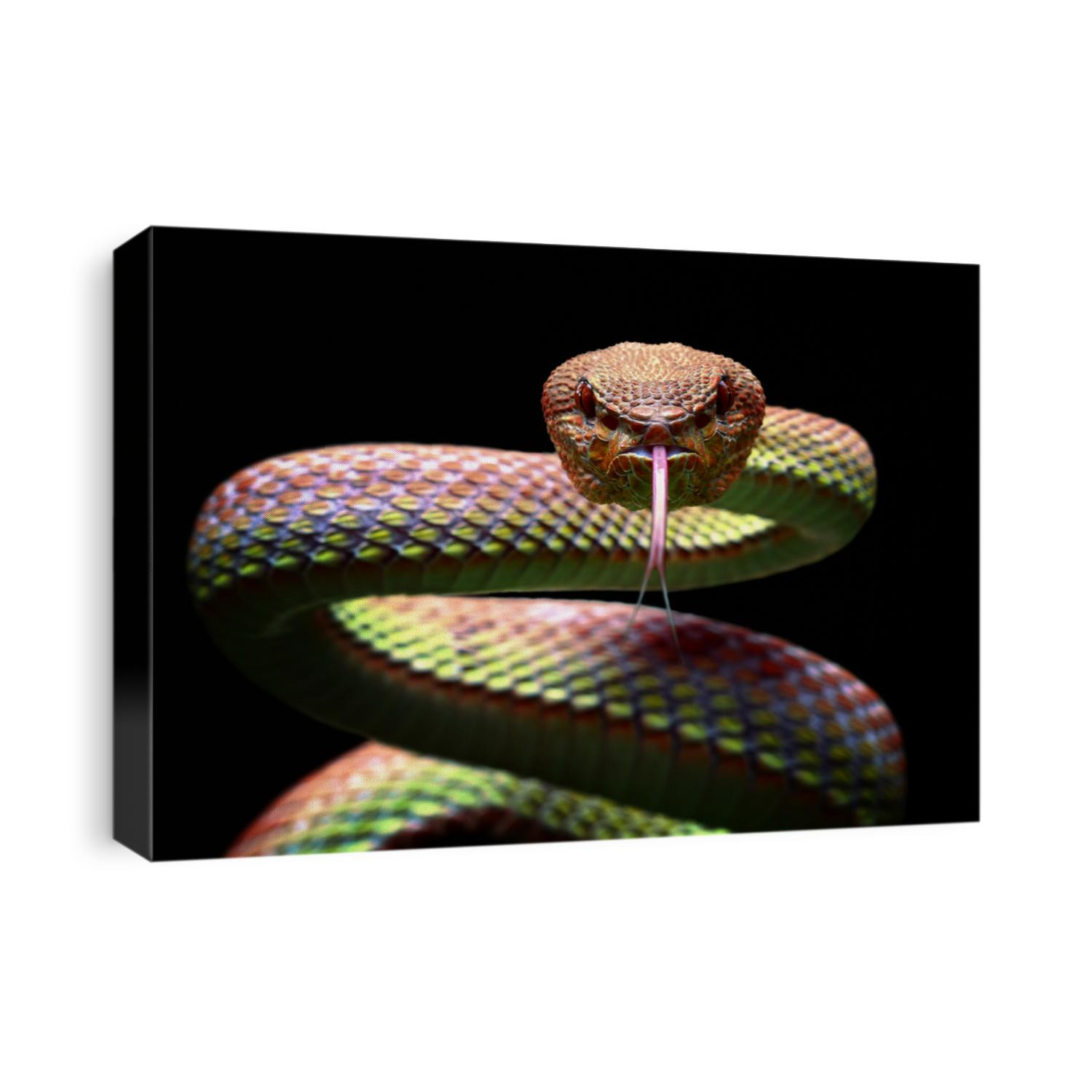 Manggrove Pit Viper snake closeup face, animal closeup