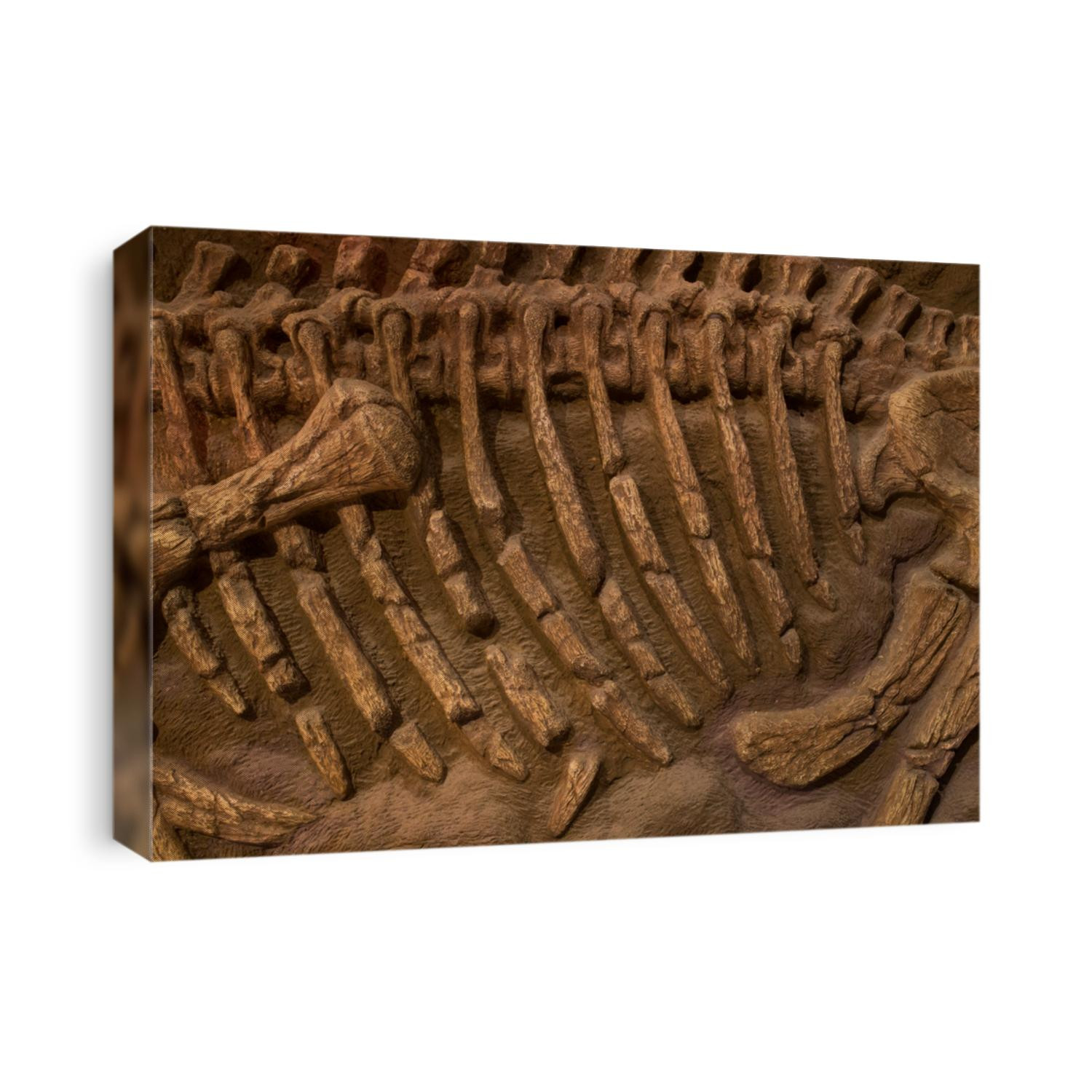 Dinosaur fossil for background 