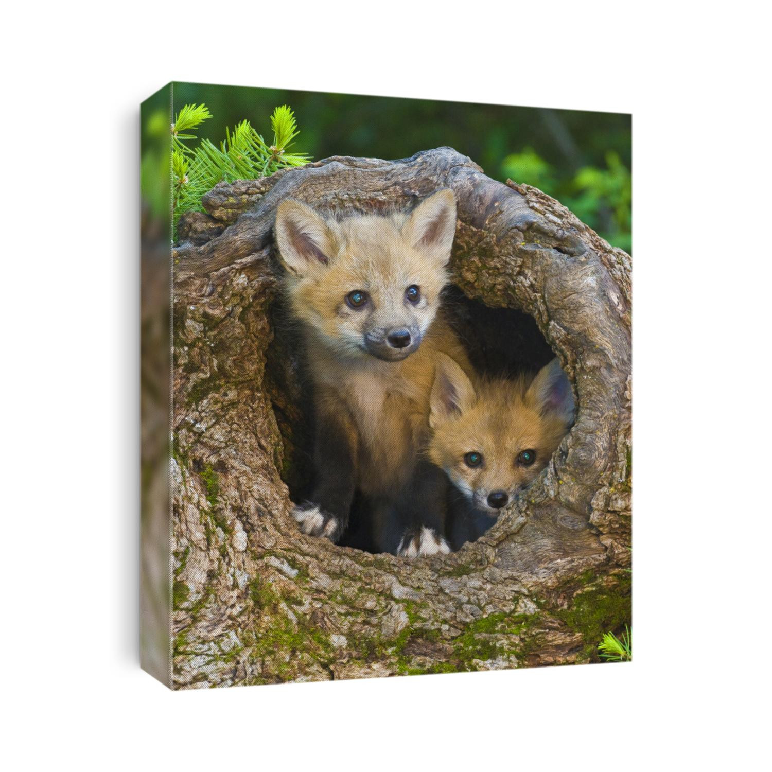 A pair of fox kits coming out of a hollow log.