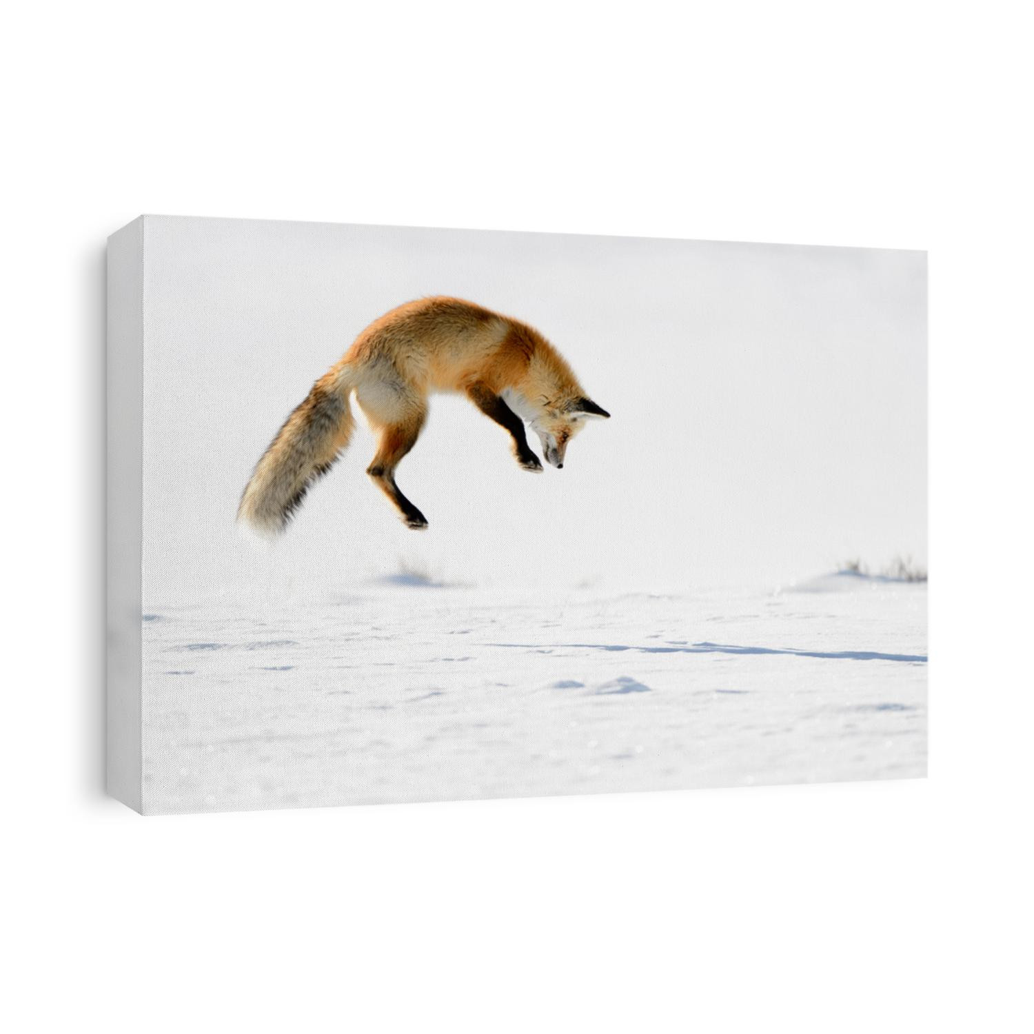 Red Fox (Vulpes vulpes) - Hunting I