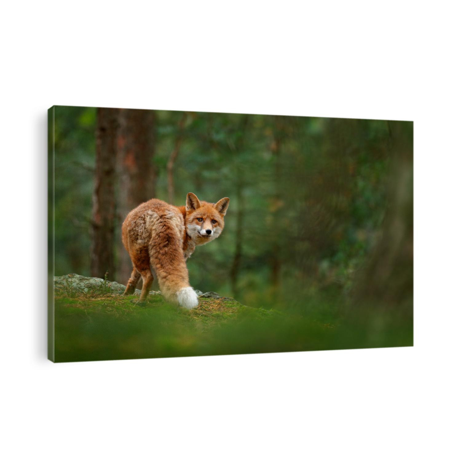 Fox in green forest. Cute Red Fox, Vulpes vulpes, at forest on mossy stone. Wildlife scene from nature. Animal in nature habitat. Animal in green environment.