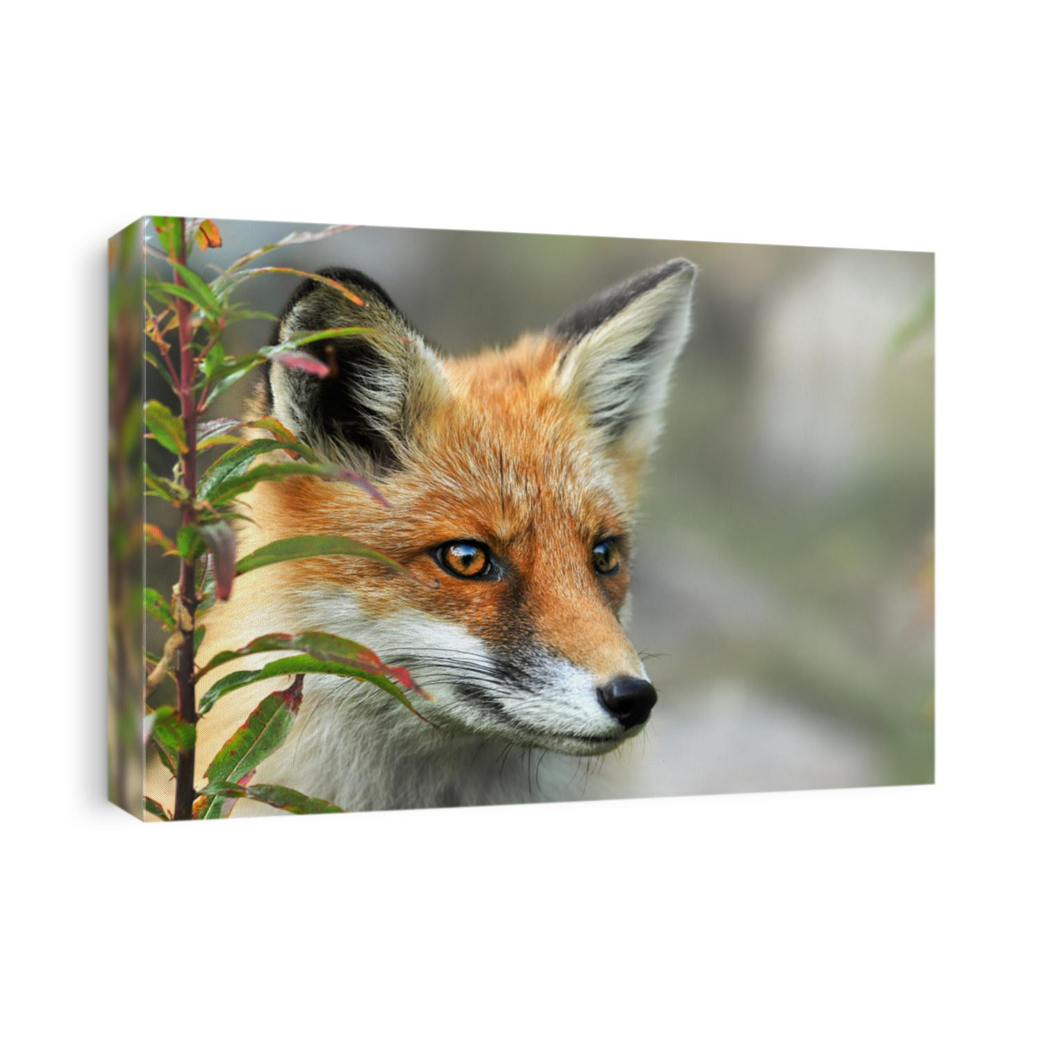 Red fox close up, Vulpes vulpes eyes, Portrait of red fox.