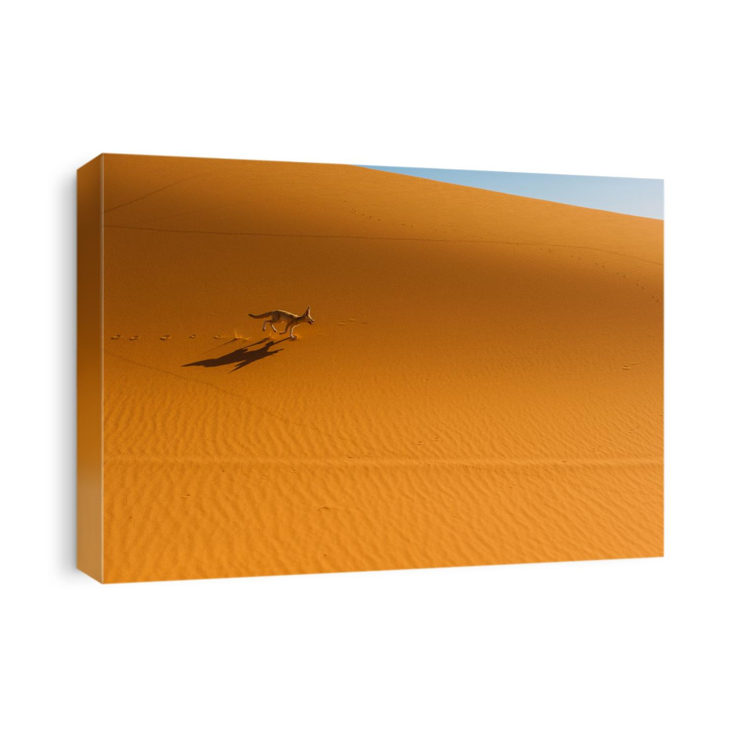 Fennec Fox , Sahara Desert, Merzouga, Morocco