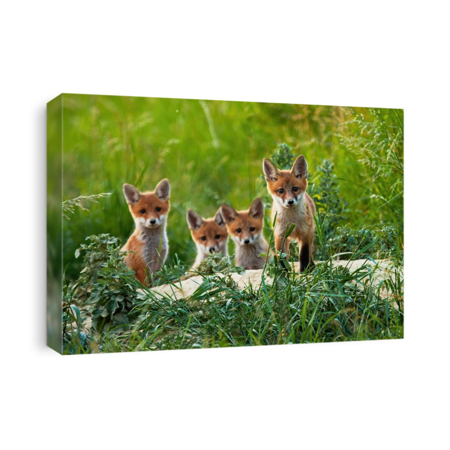Curious little cubs of red fox, vulpes vulpes, staring into the camera on the field. Sweet fox sibling discovering the countryside. Adorable young animals being out of the hole without their mum.