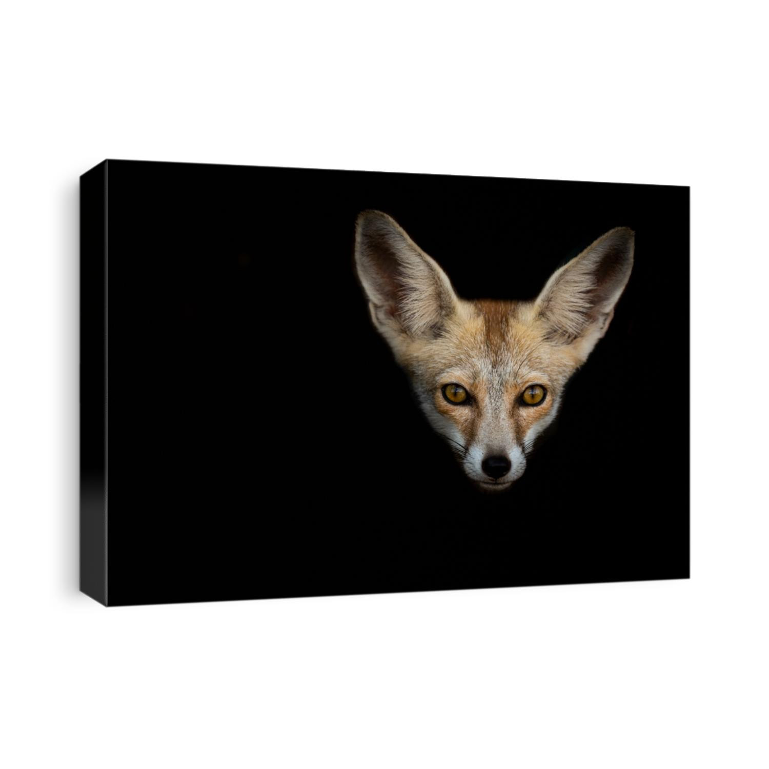 White footed fox or desert fox face in isolated black background at desert national park jaisalmer rajasthan india - Vulpes vulpes pusilla