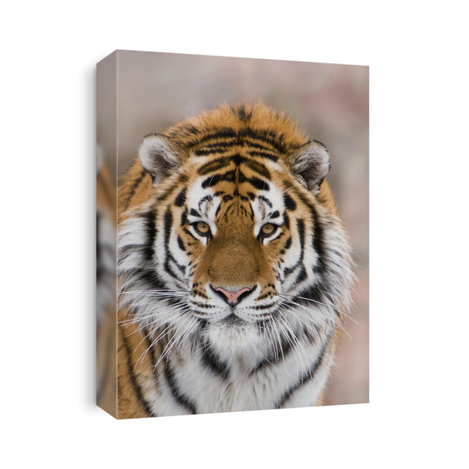 Siberian (Amur) tiger. Portrait by the closeup
