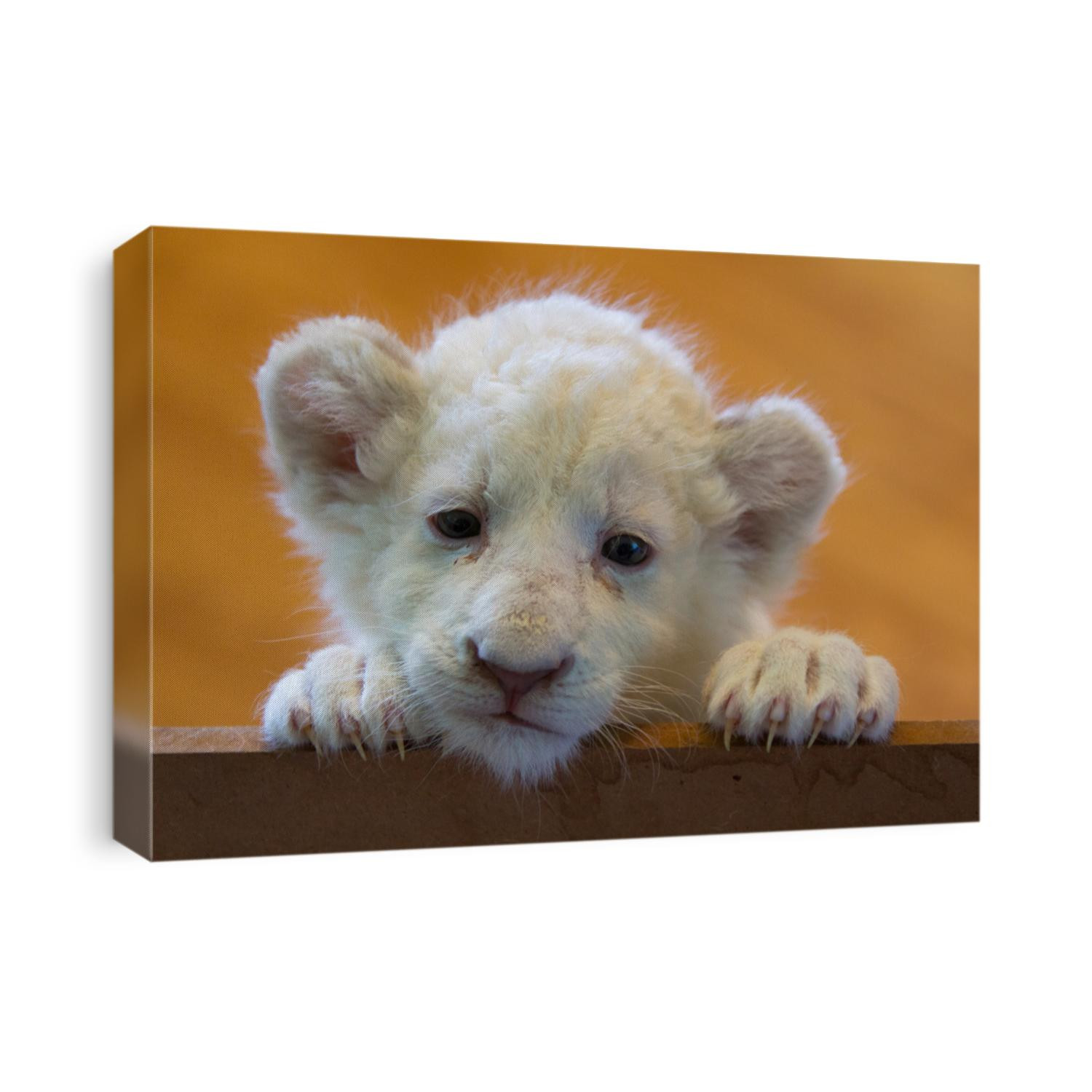 White lion cub