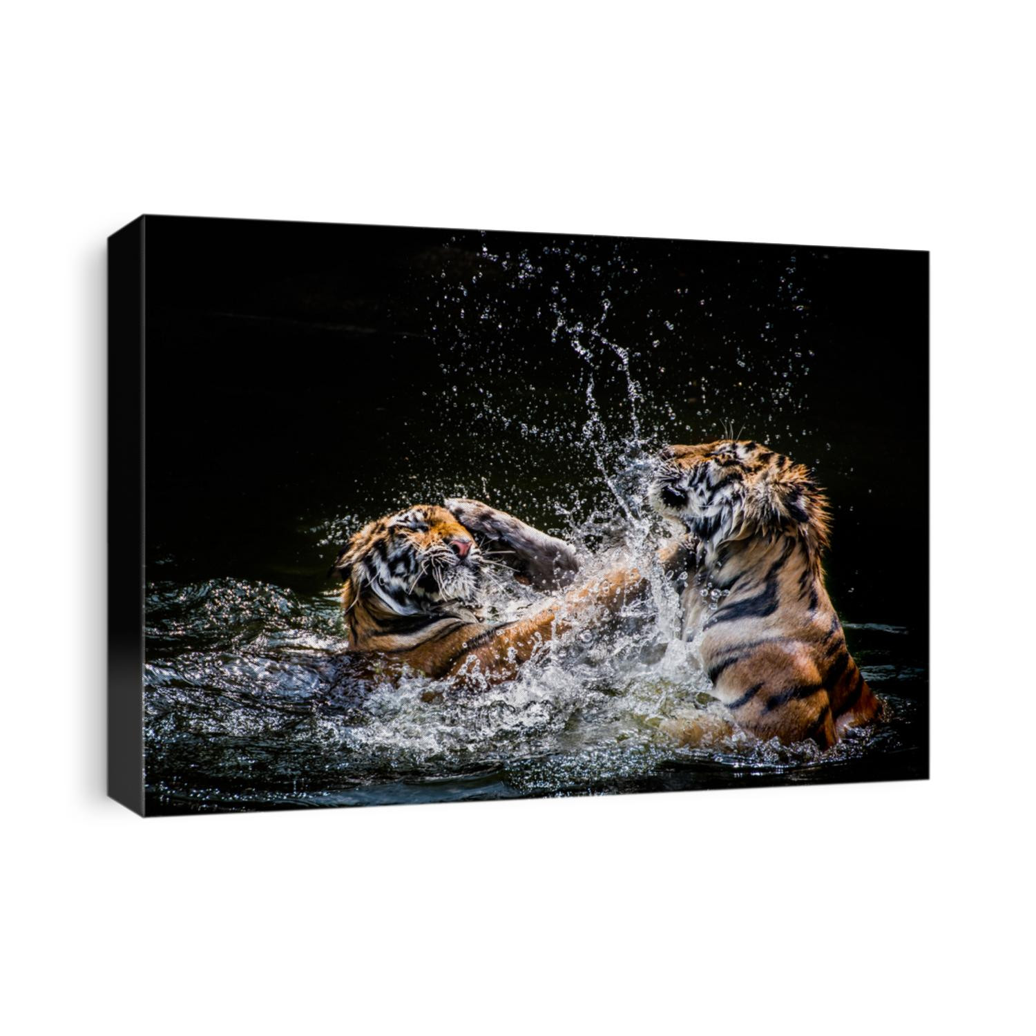 Two Tigers fighting in Water