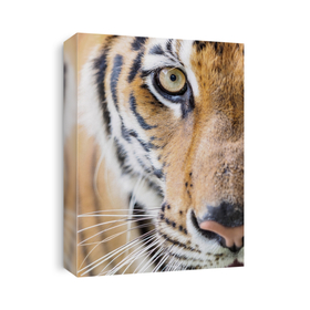 Tigers