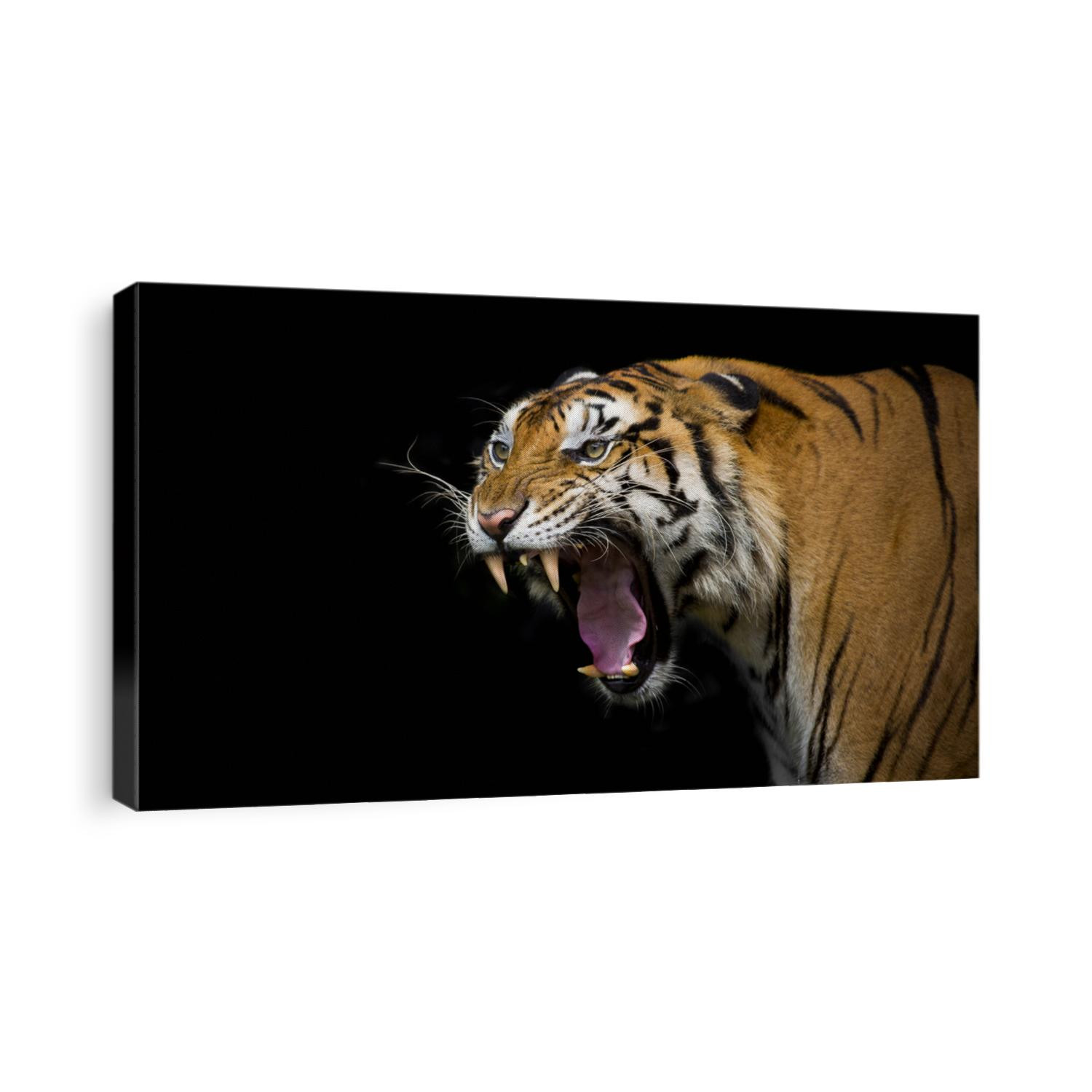 Sumatran Tiger Roaring 