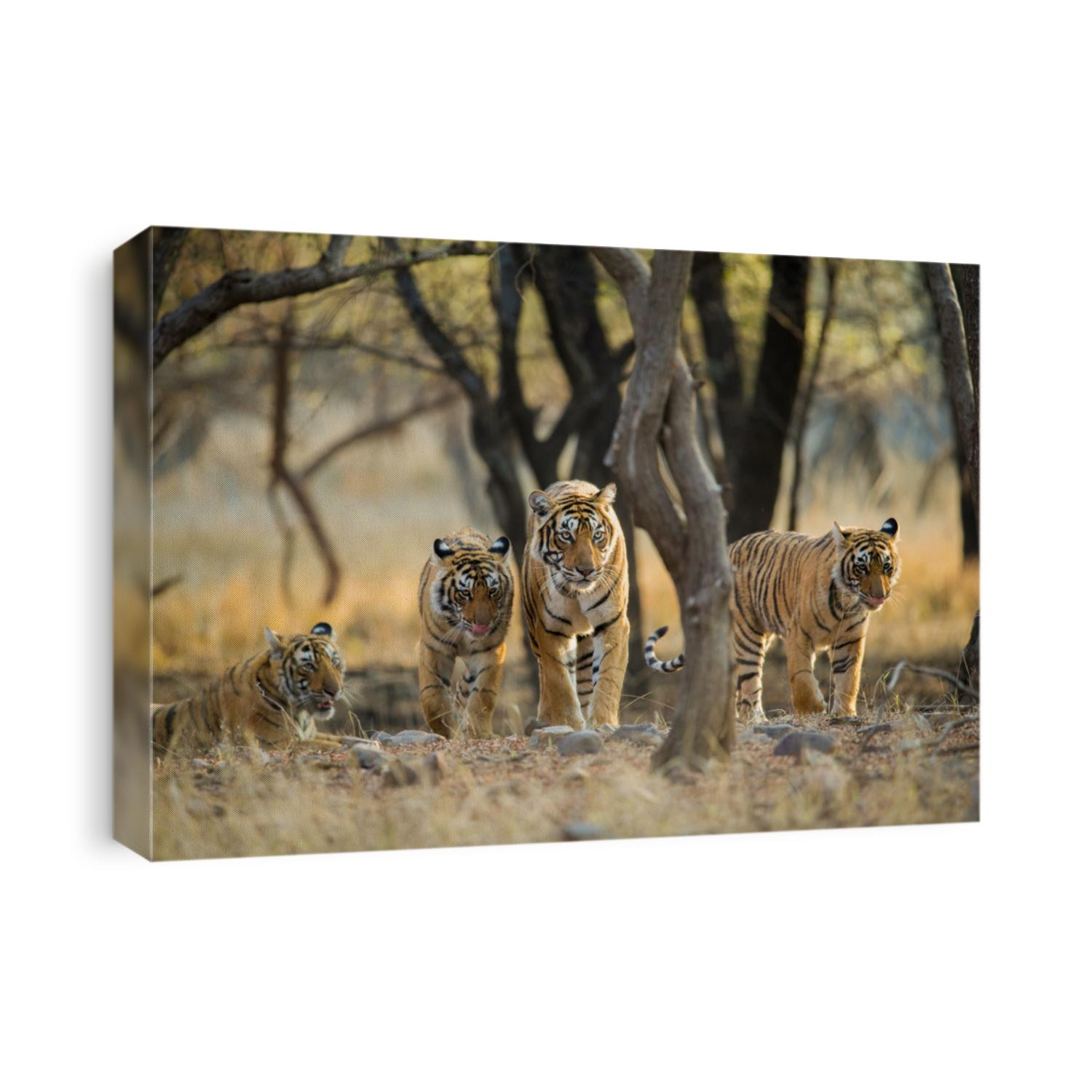Tiger family a stroll one early morning at Ranthambhore National Park, Rajasthan, India