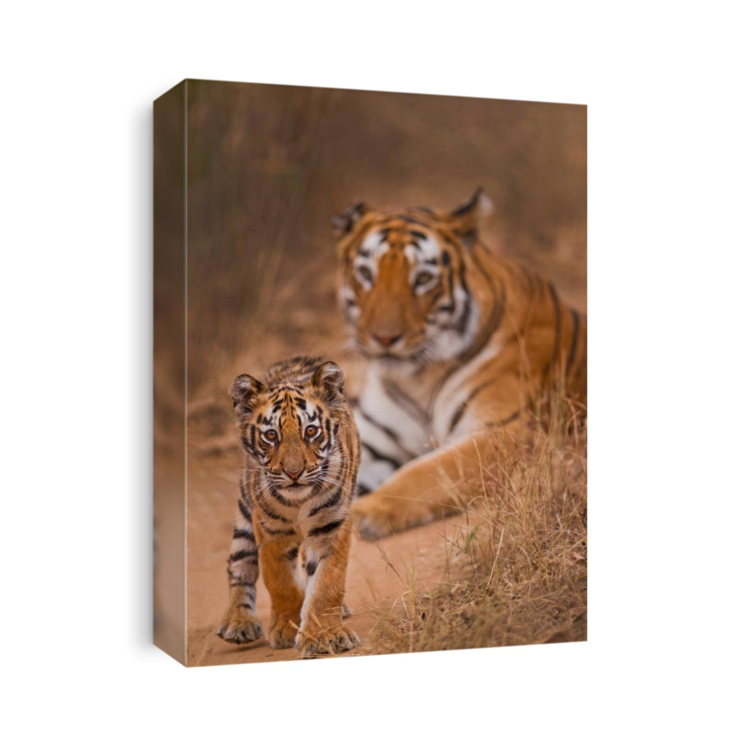 Royal Bengal Tiger with Cub 