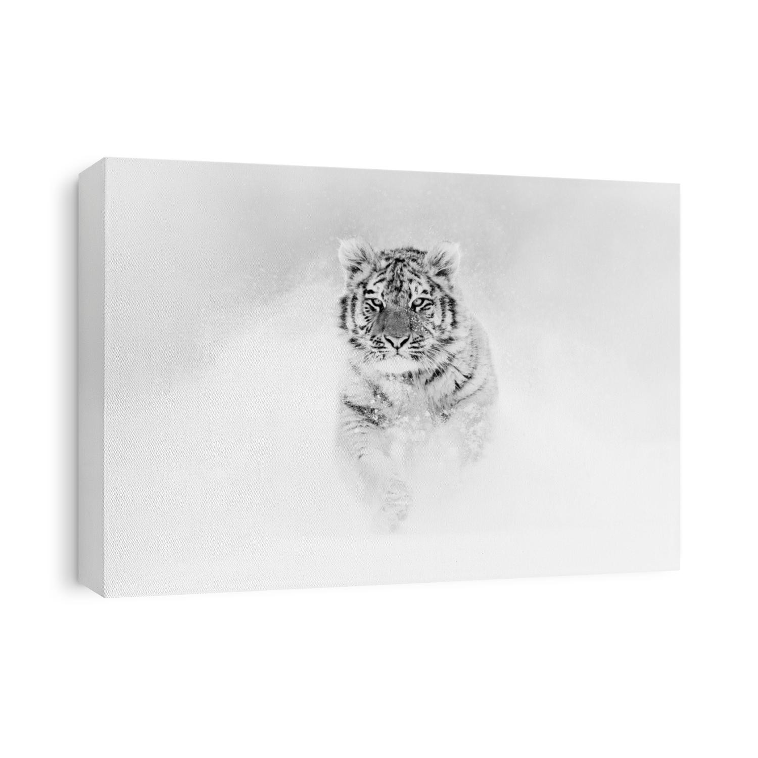 Black and white art. Tiger in wild winter nature, running in the snow. Siberian tiger, Panthera tigris altaica. Action wildlife scene with dangerous animal. Cold winter in taiga, Russia. 