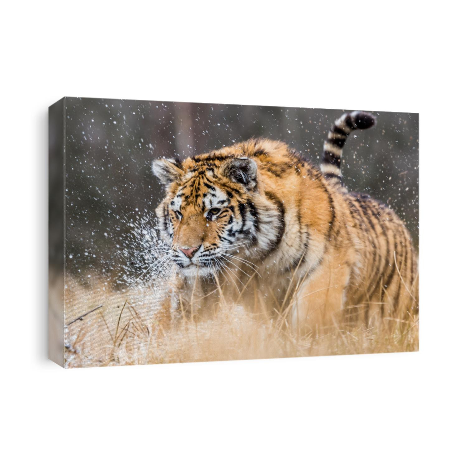 Siberian Tiger running. Beautiful, dynamic and powerful photo of this majestic animal. Set in environment typical for this amazing animal. Birches and meadows
