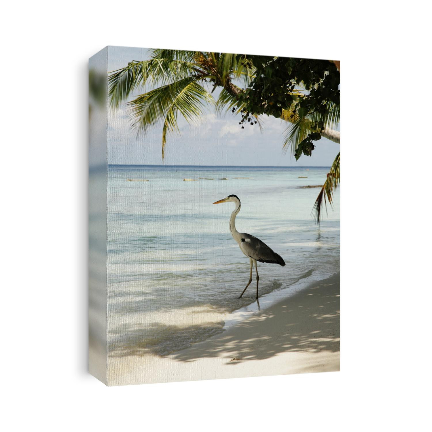 grey heron fishing on tropical beach with white sand and blue sea