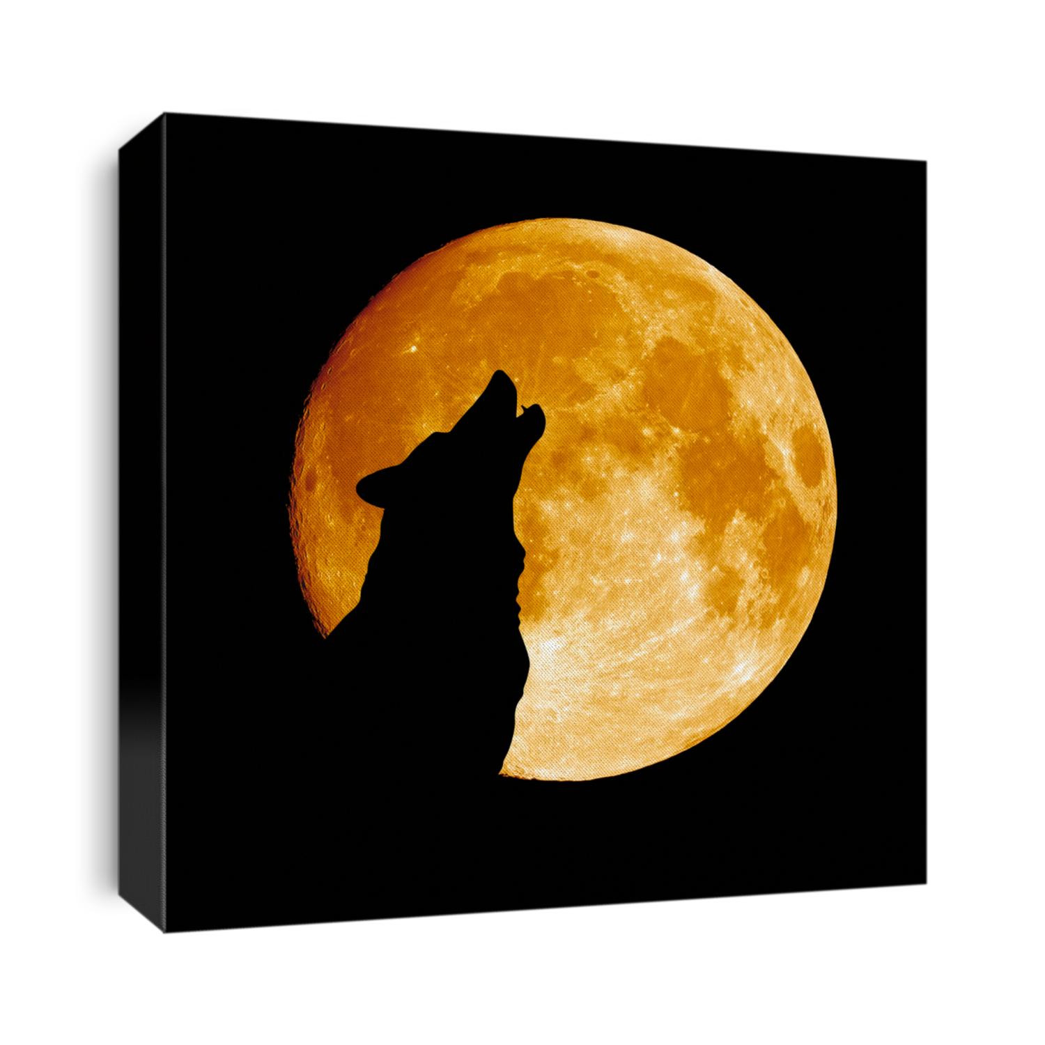 Wolf howling at the moon  in the midnigt