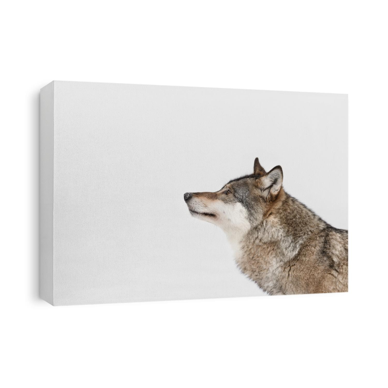 A profile of a Grey Wolf looking into the distance because its attention has been caught by movement on some higher ground to the left of frame.