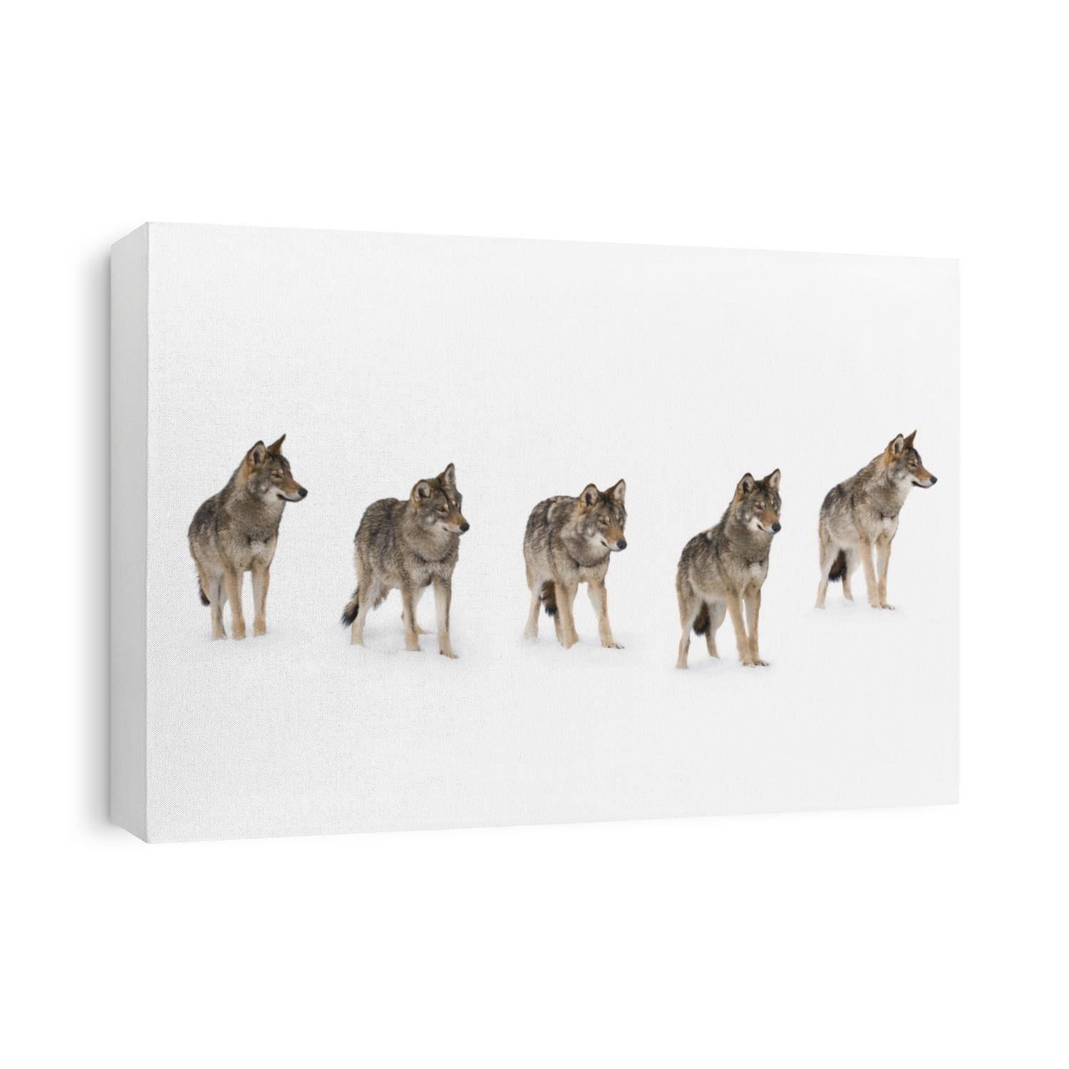 pack of wolves  (canis lupus) isolated on snow on a white background
