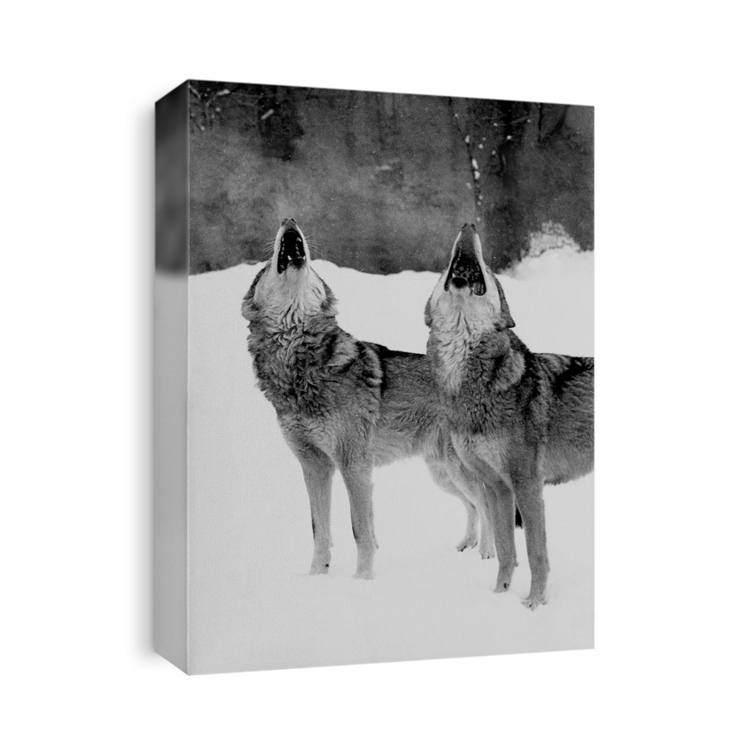 Portrait of two howling wolves. Wolf and she-wolf howling together. Black and white film photo