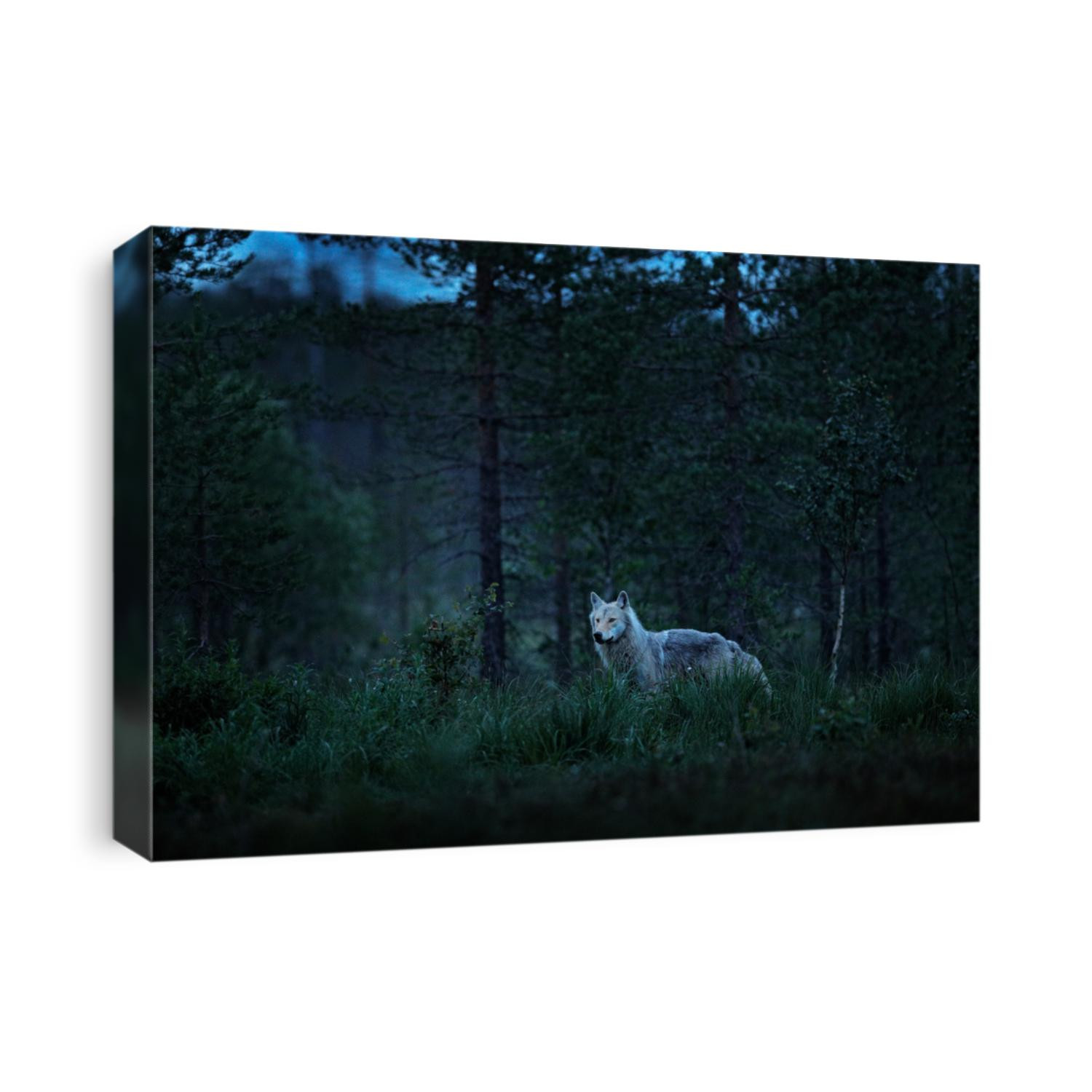 Wolf from Finland. Gray wolf, Canis lupus, in the spring light, in the forest with green leaves. Wolf in the nature habitat. Wild animal in the Finland taiga. Wildlife nature, Europe.