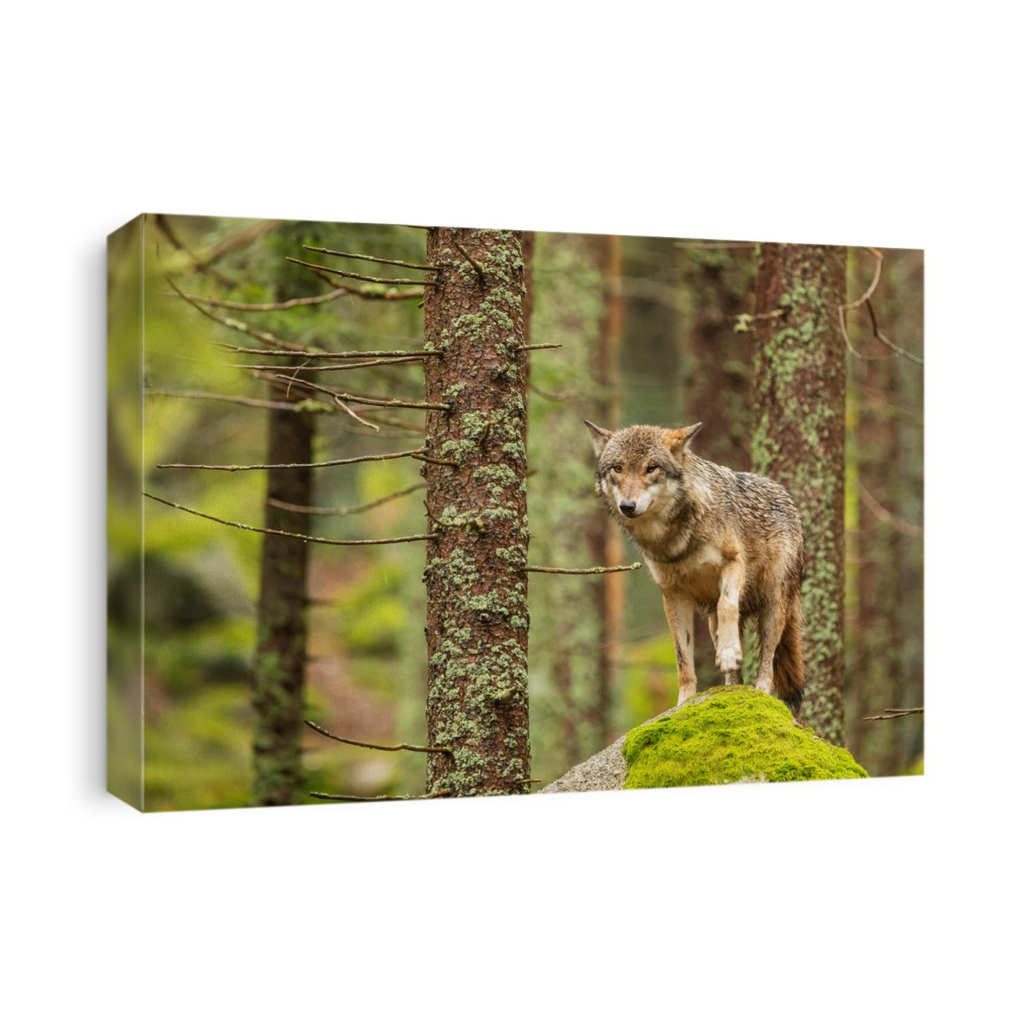 gray wolf (Canis lupus) nice posing on the rock with moss