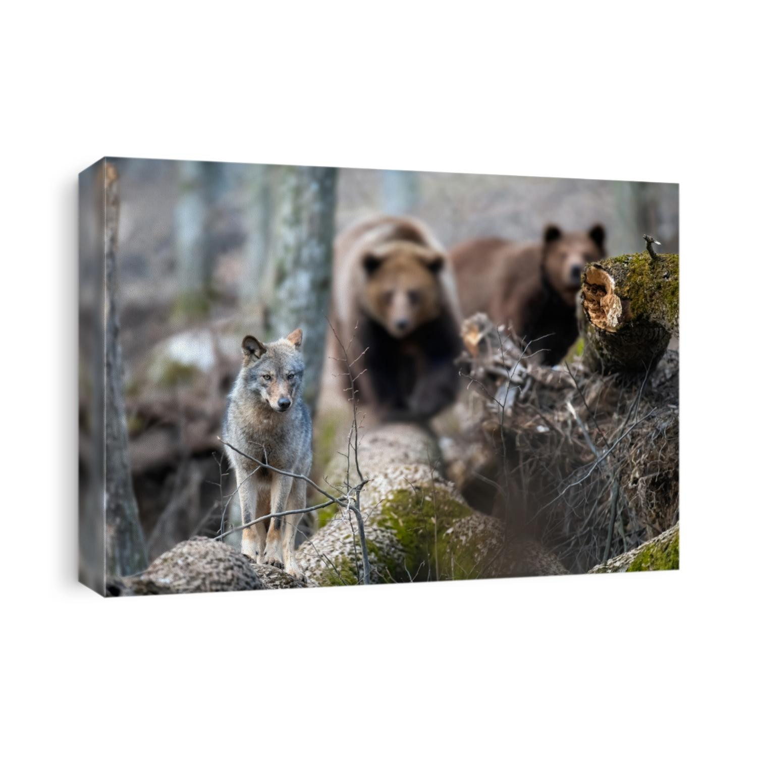 Wolf on a fallen tree with two bears in the background. Wildlife scene from spring nature. Wild animal in the natural habitat