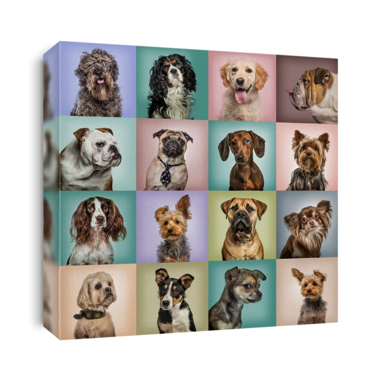 Composition of dogs against colored backgrounds