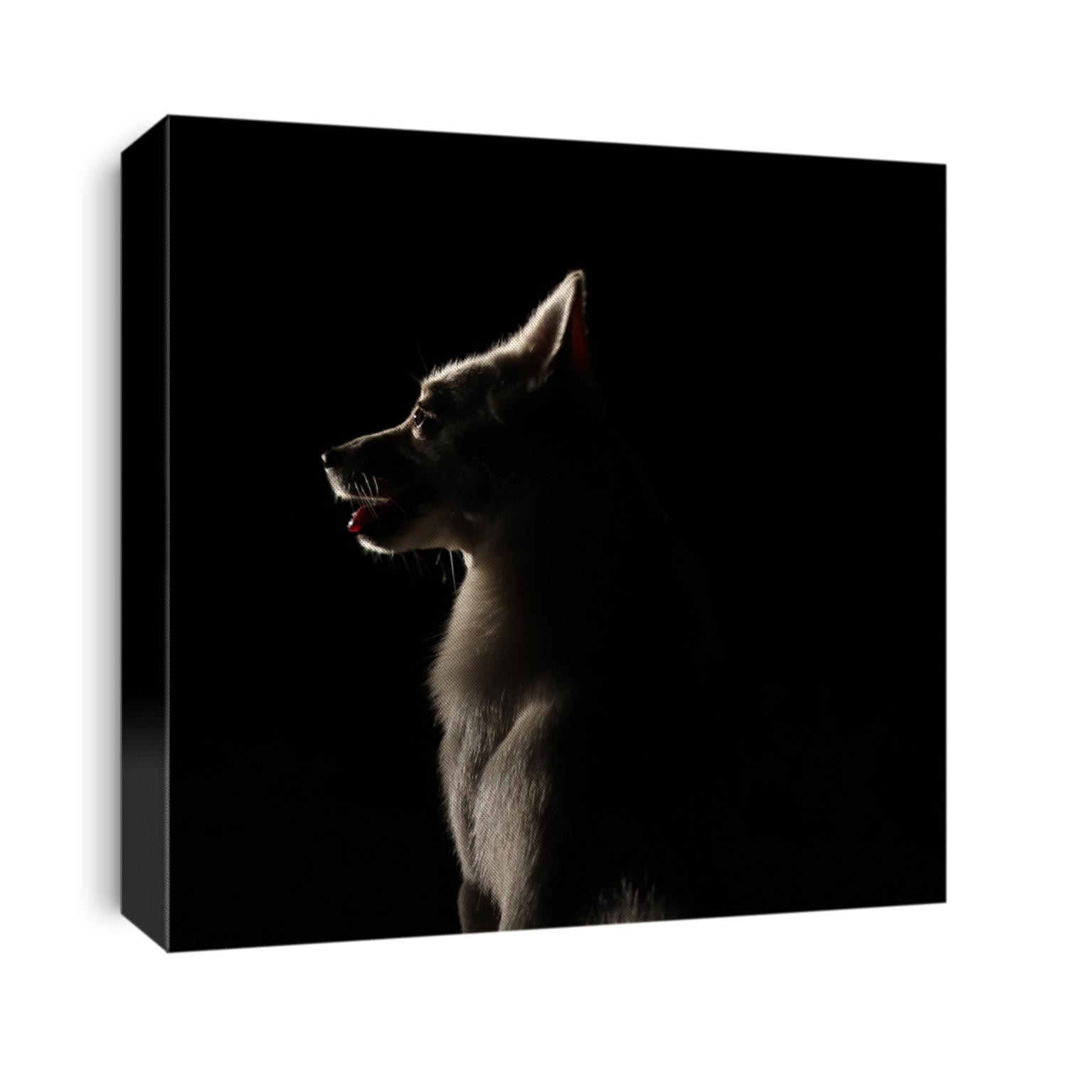 Dog in light and darkness