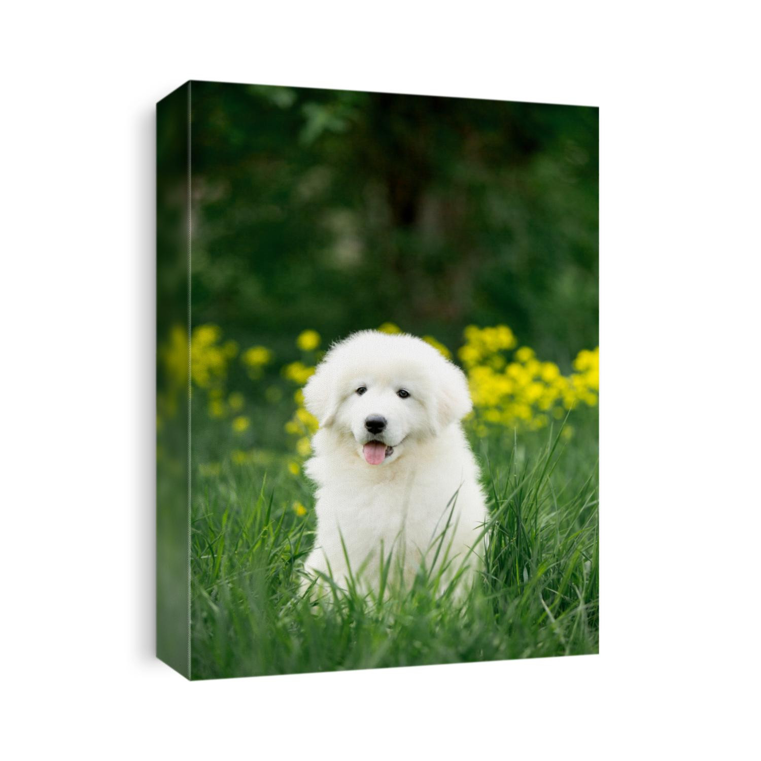 amazing cute portrait dog puppy morema on grass
