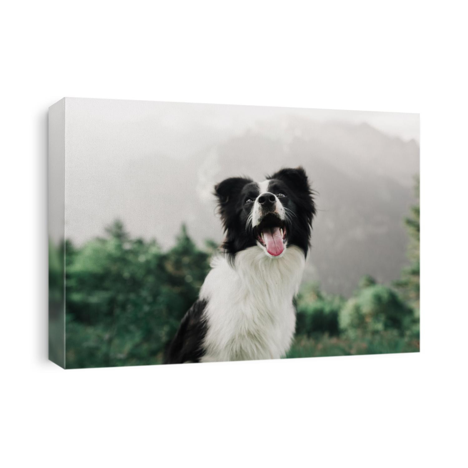 portrait beautiful happy and smiling black and white dog border collie in field and look in camera. in the background mountains