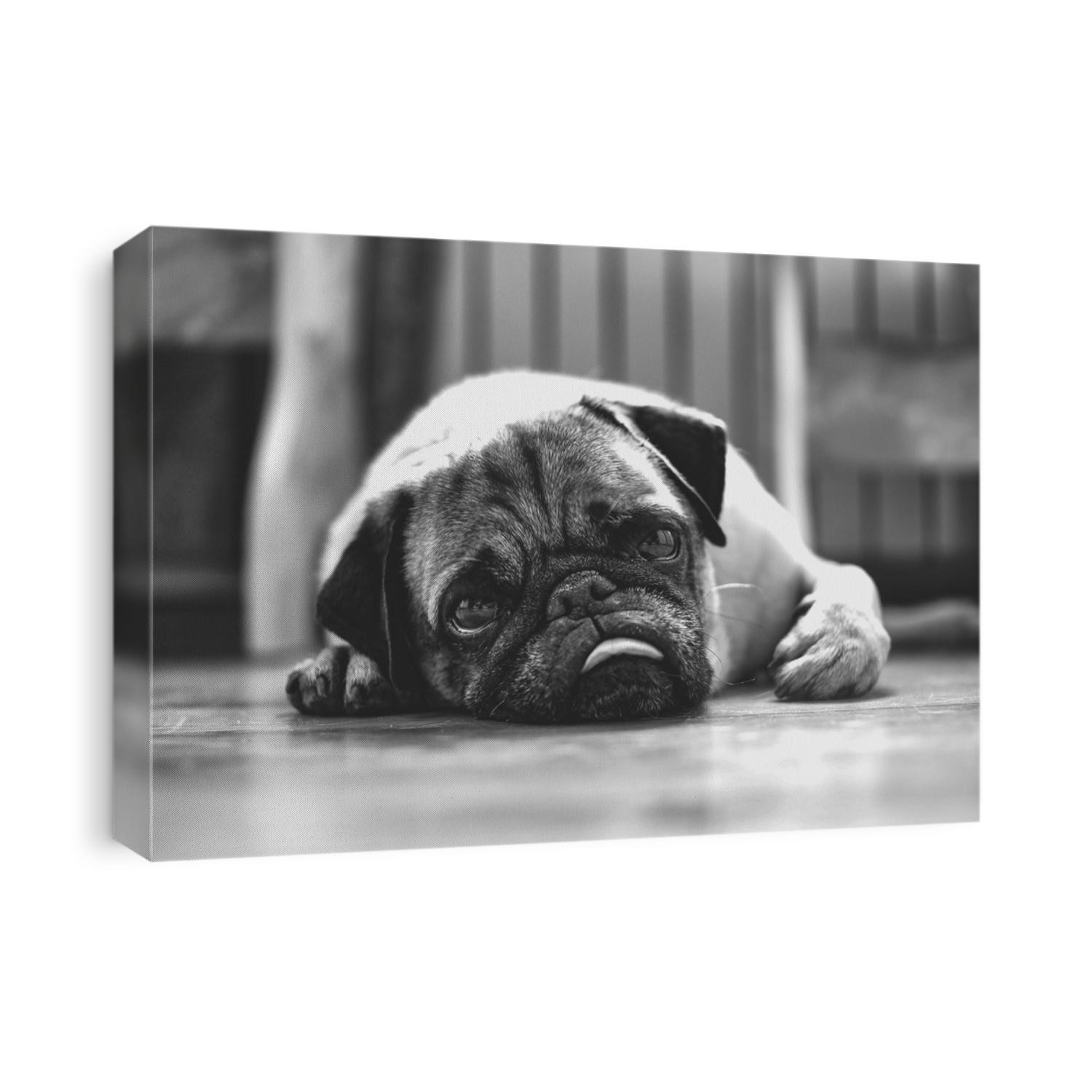 Black and white portrait of a cute pug