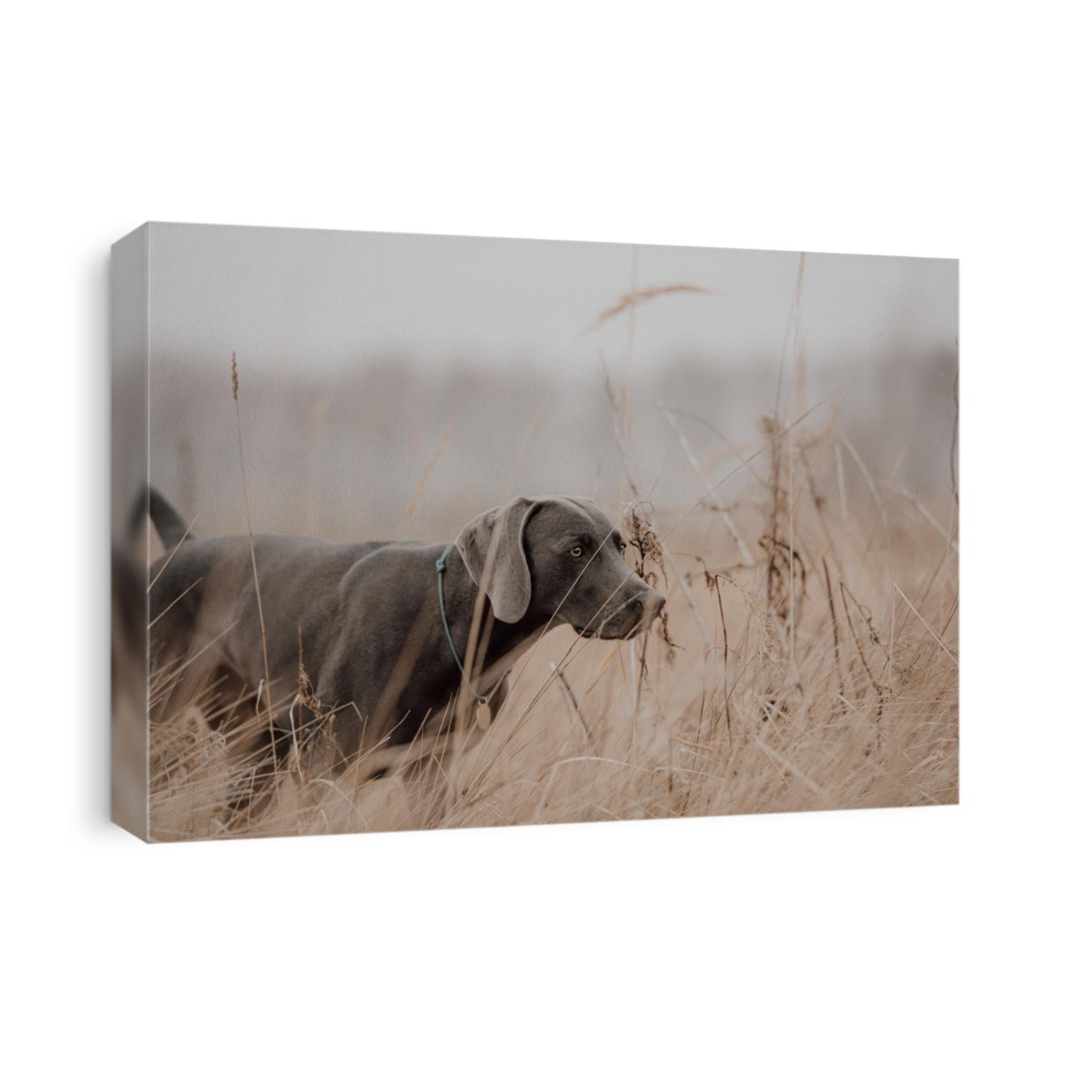 weimaraner dog working in the field in autumn