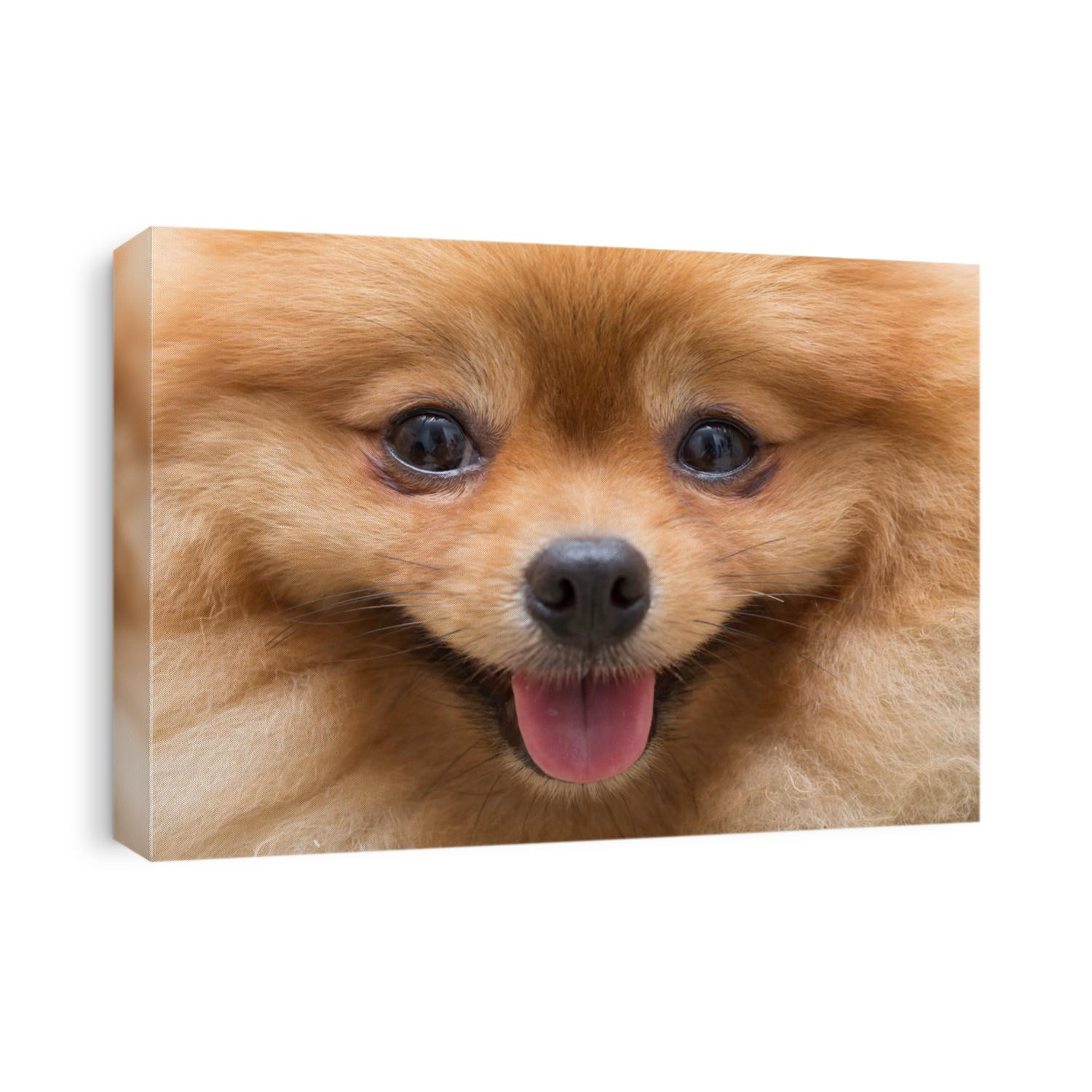 puppy pomeranian dog cute pets in home, close-up image