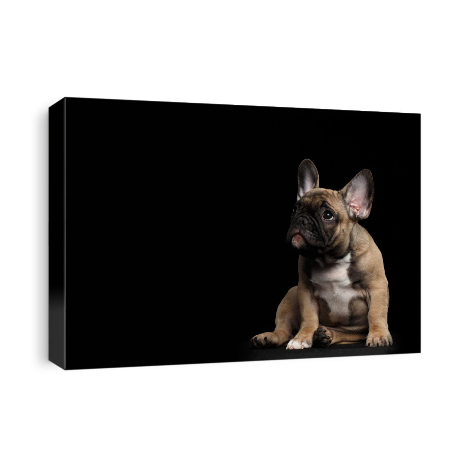 Funny French Bulldog Puppy Cute Sitting and Pity Looking up , Front view,  Isolated on black background
