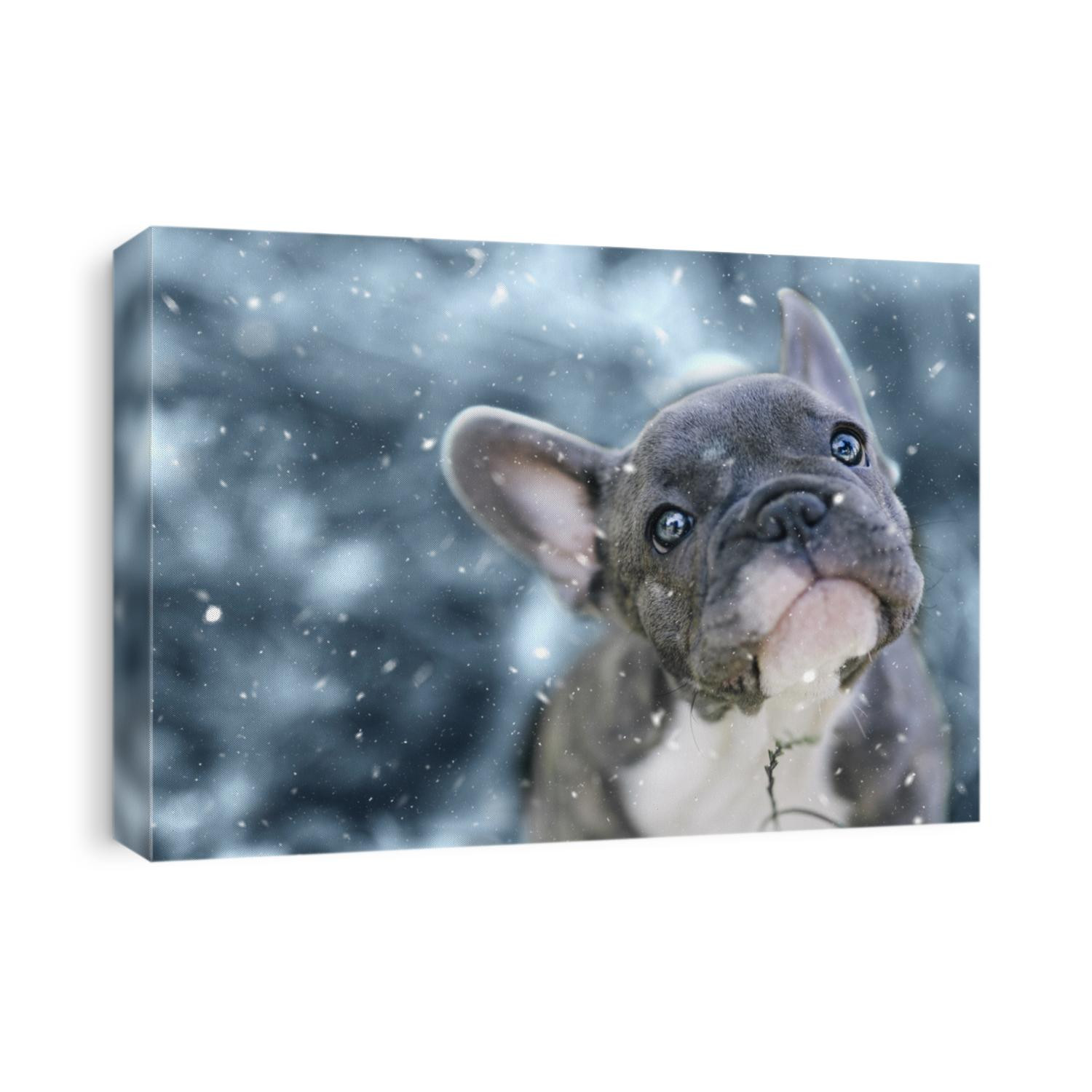 3 months old french bulldog and his first snow