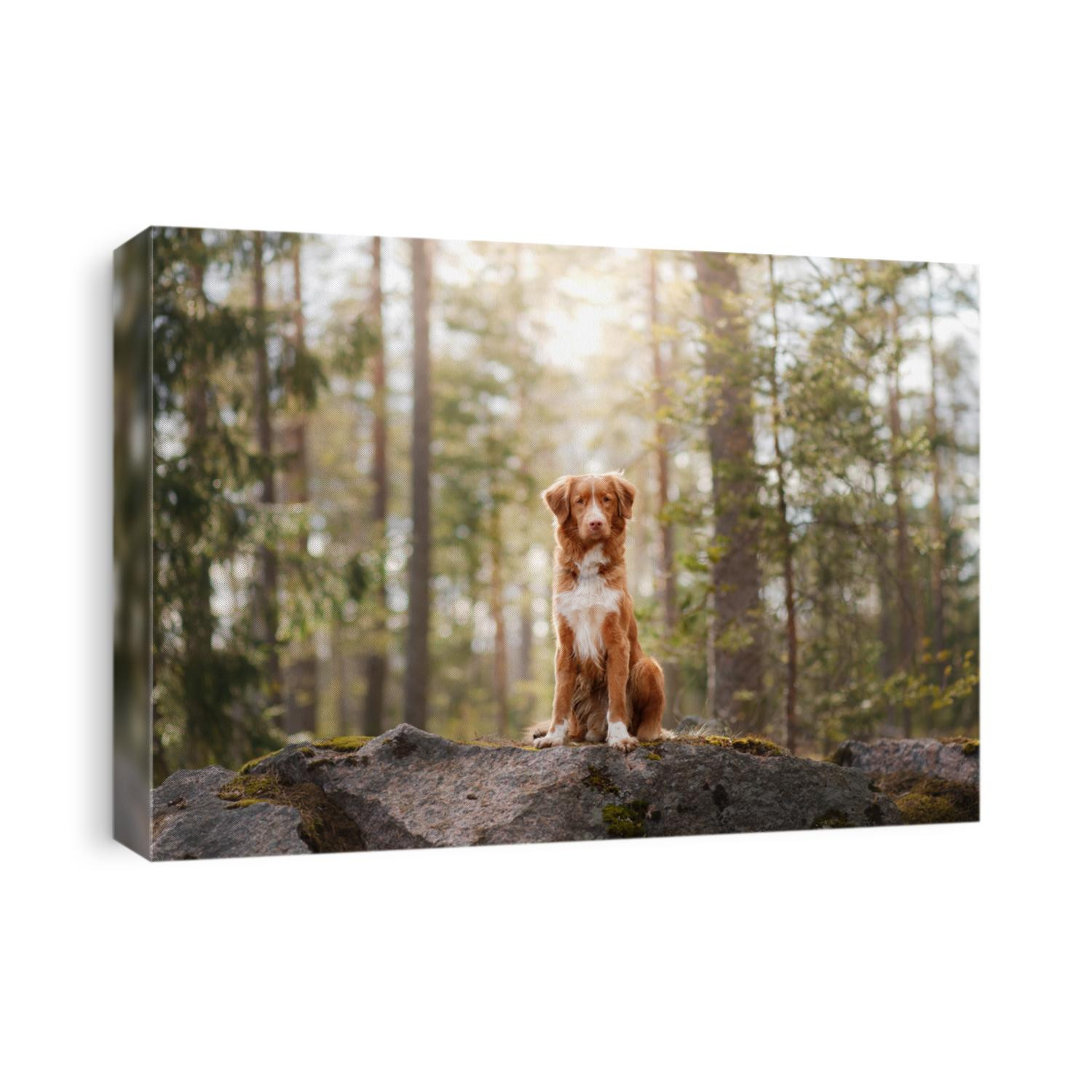 Portrait of a New Scotland retriever outside. Beautiful and obedient dog. A darling in a pine forest