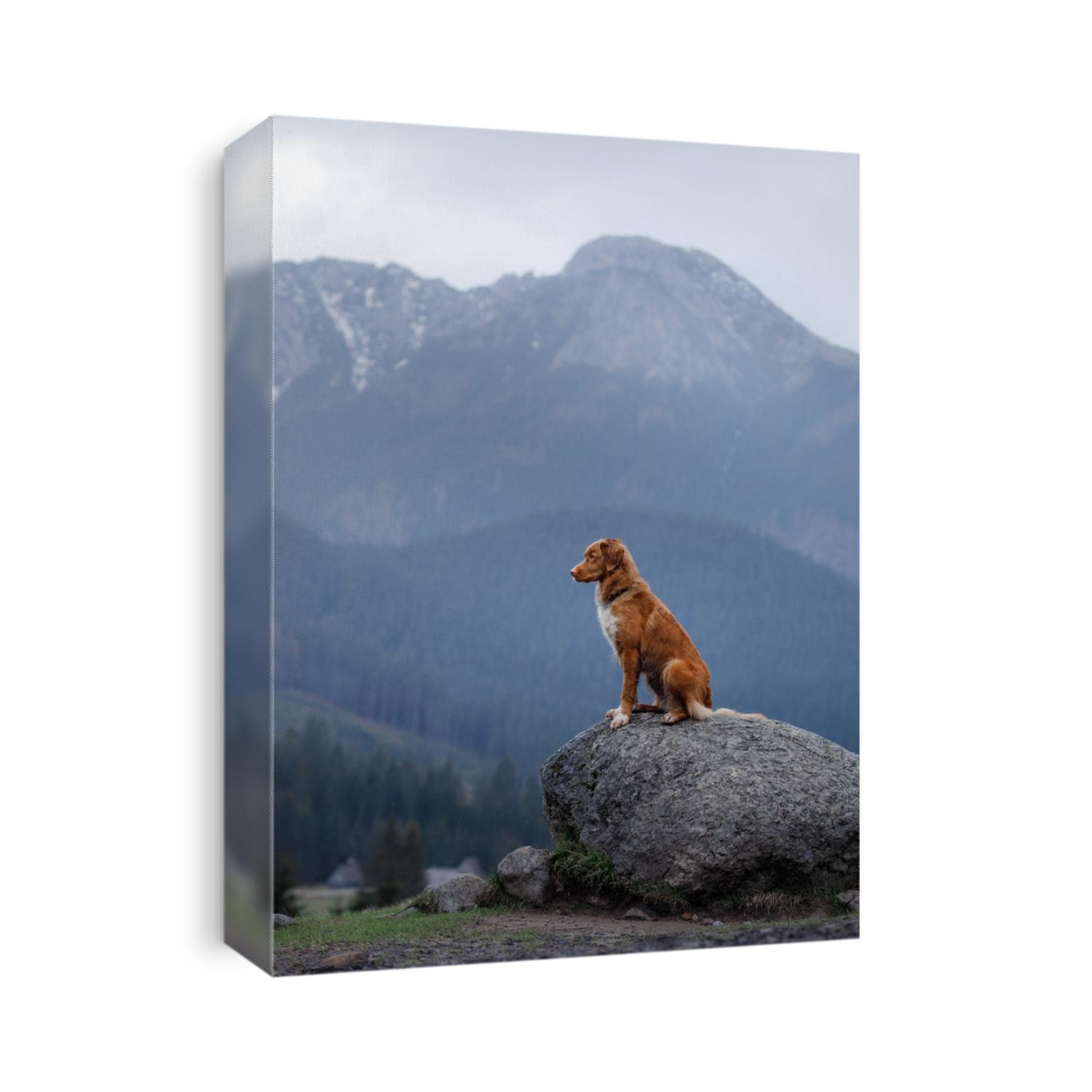 dog Nova Scotia duck tolling Retriever in the mountains, beautiful views, landscape and nature