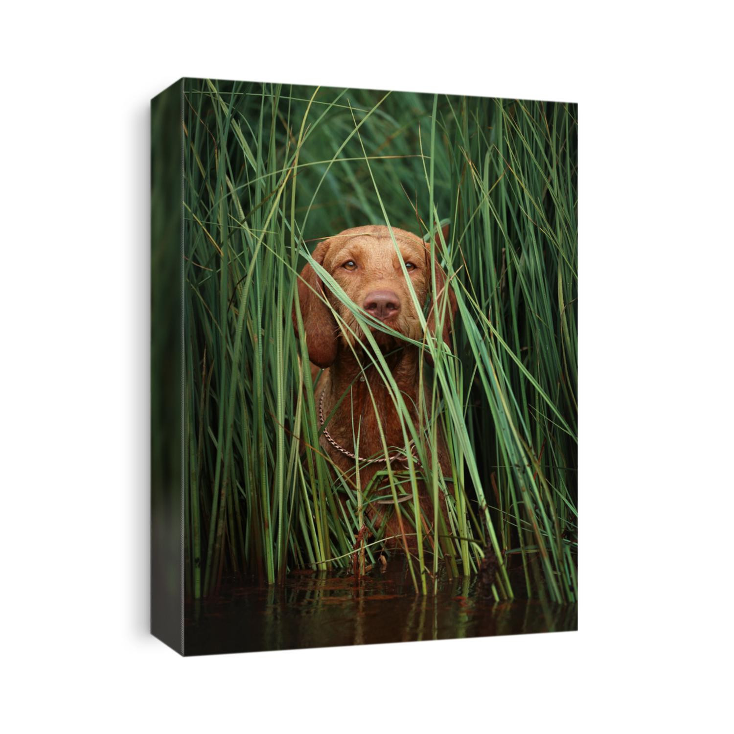 funny Vizsla dog hiding in the grass