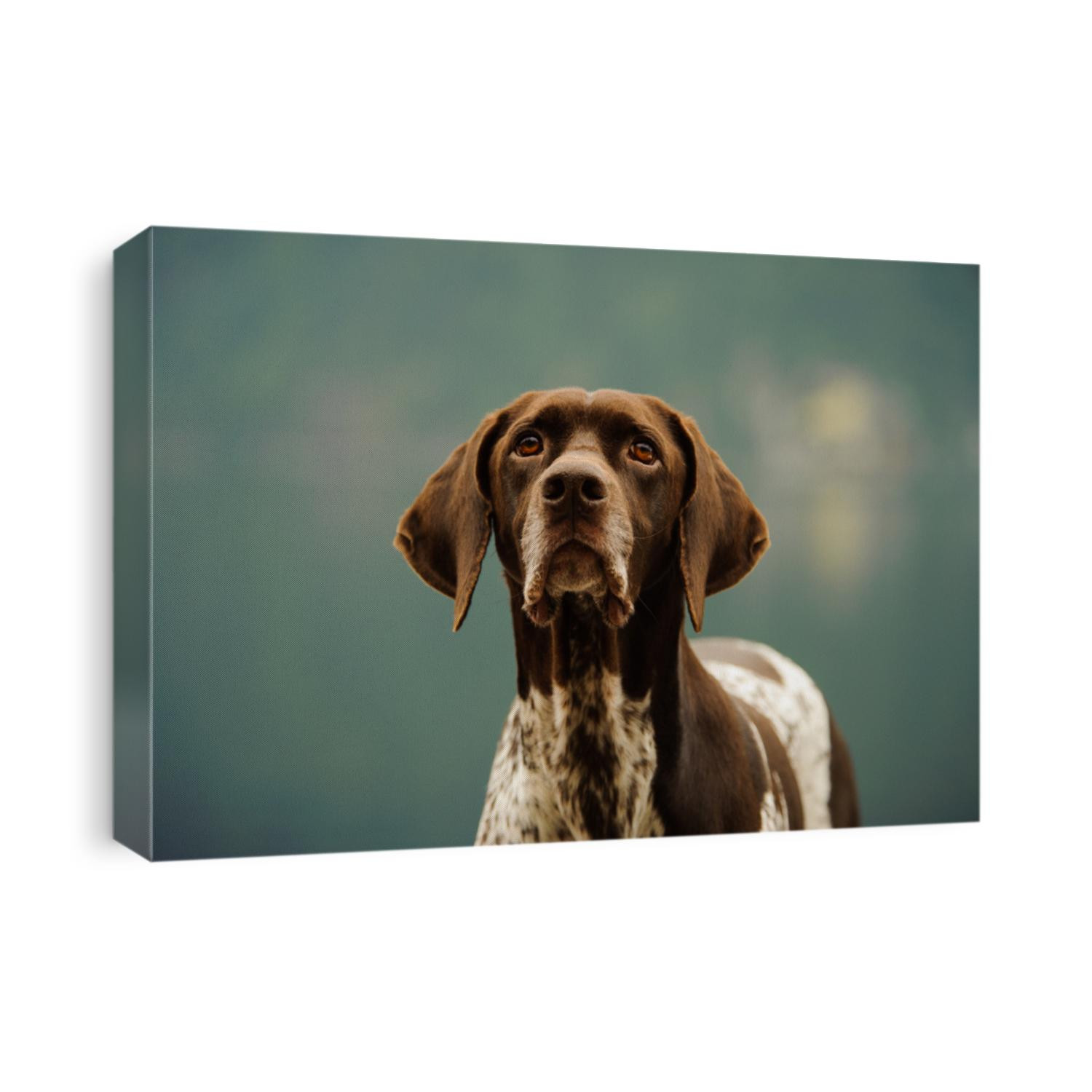 German Shorthair Pointer dog outdoor close up portrait
