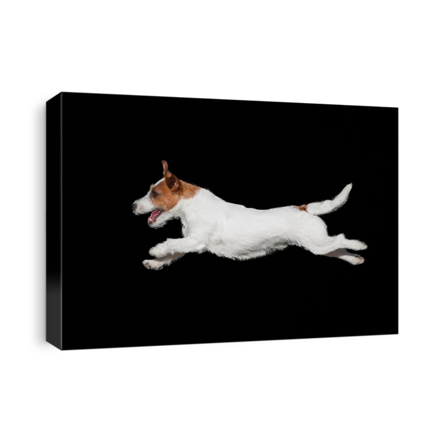 white Jack Russell Terrier dog jumping isolated on black background